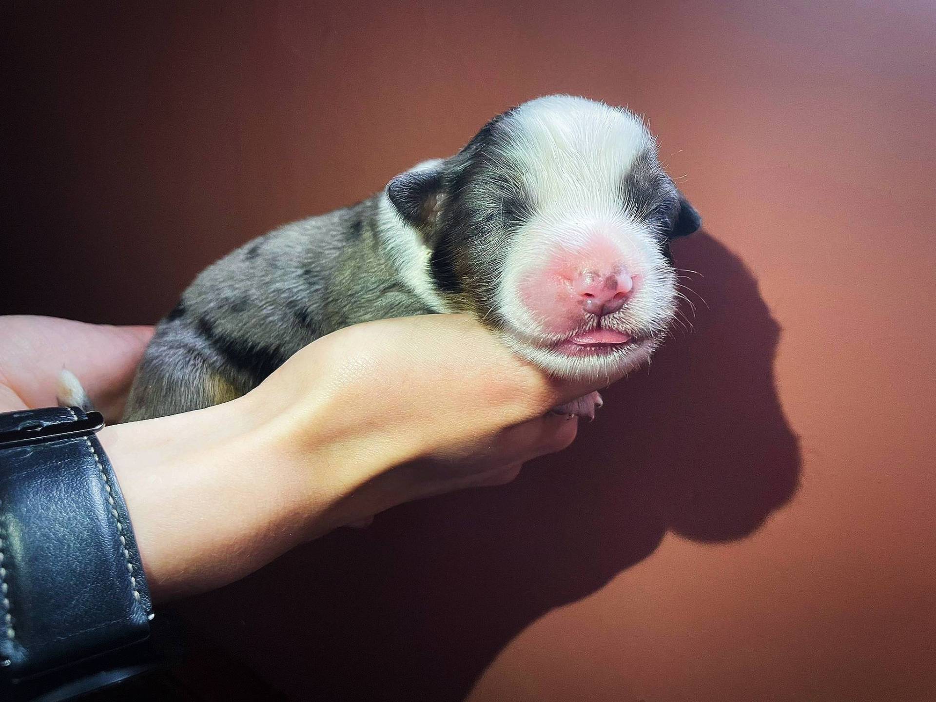 Chiot berger américain miniature  troisième