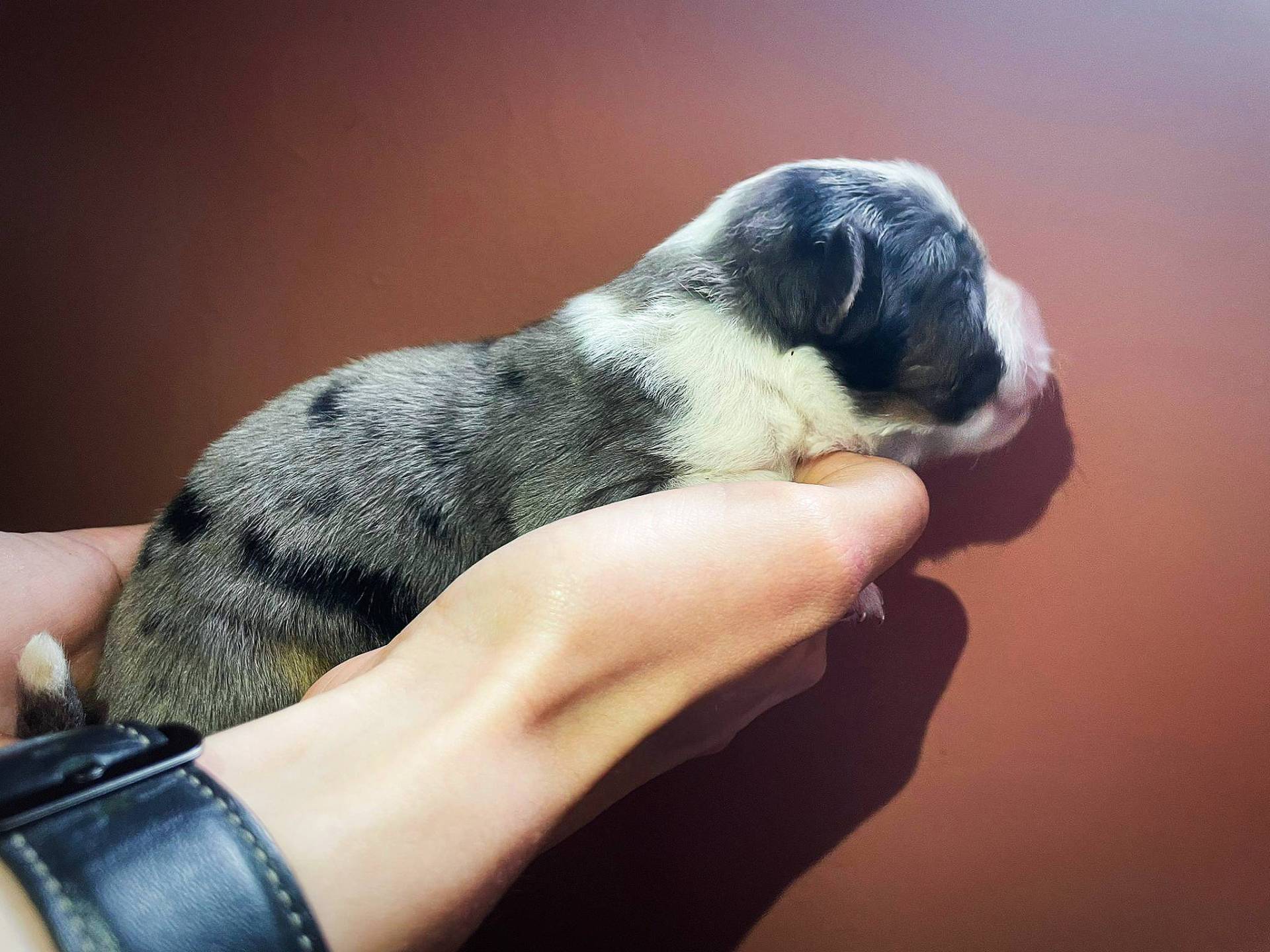 Chiot berger américain miniature  neuvième