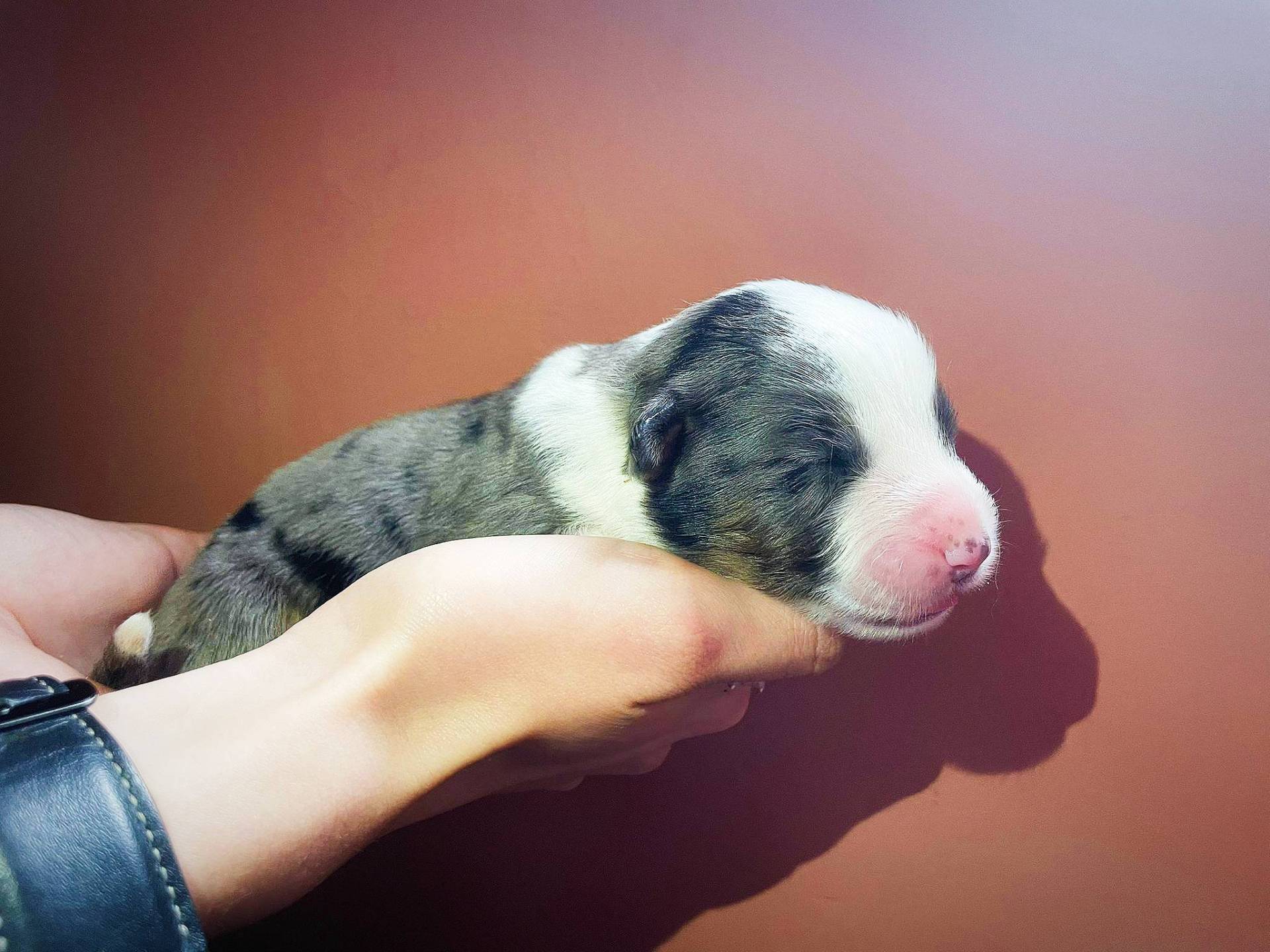 Chiot berger américain miniature  deuxième