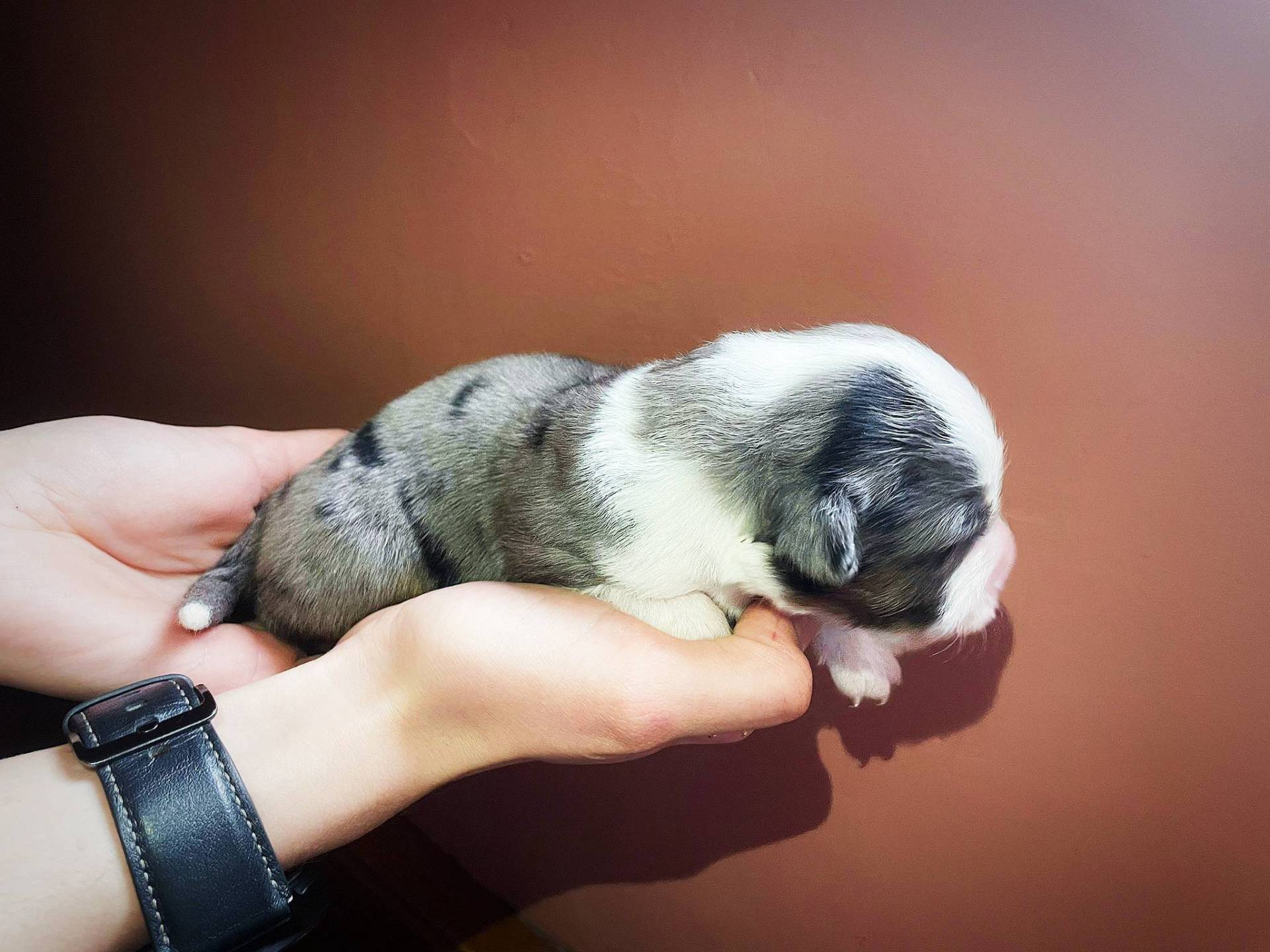 Chiot berger américain miniature  neuvième