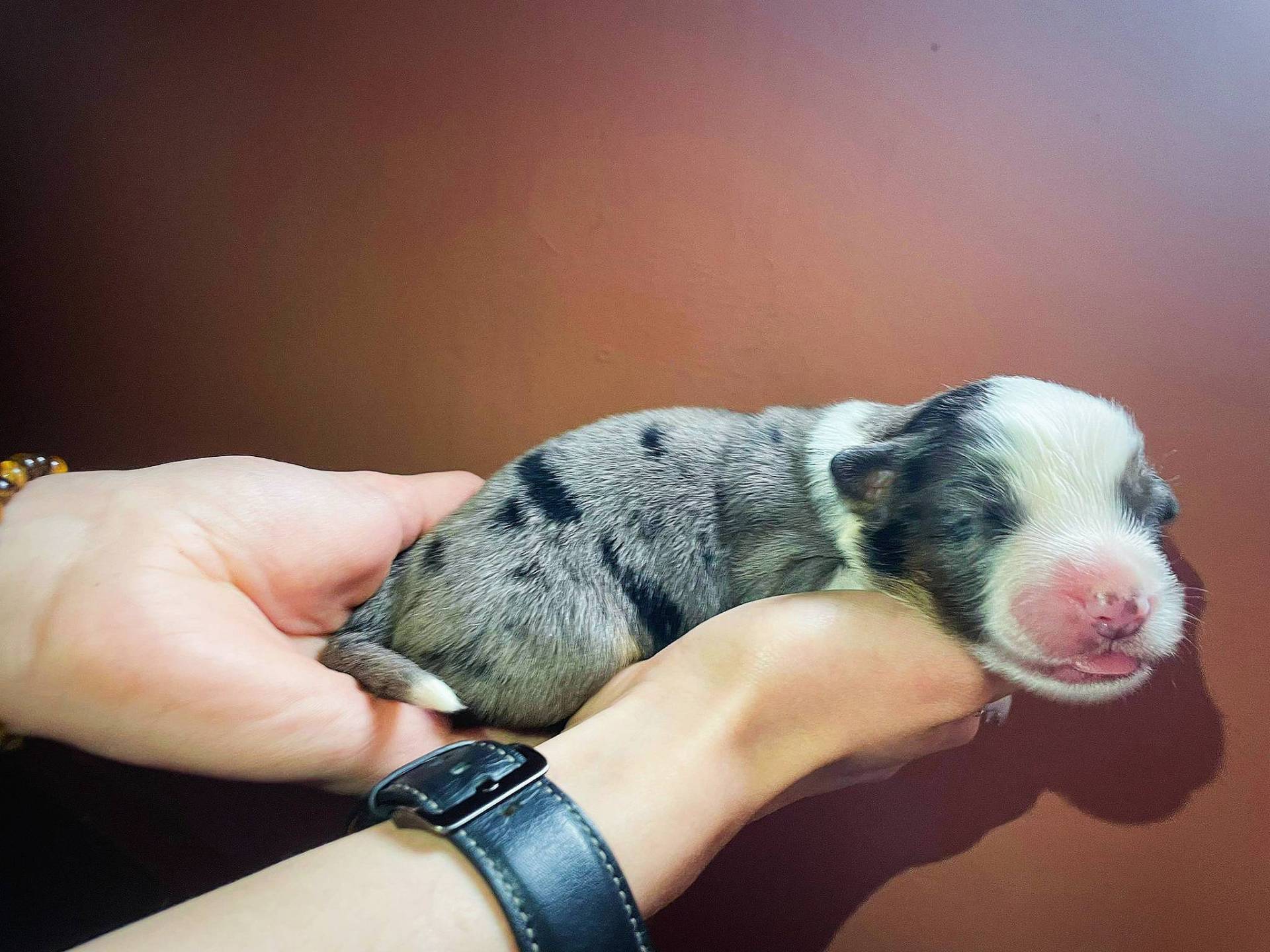 Chiot berger américain miniature  septième