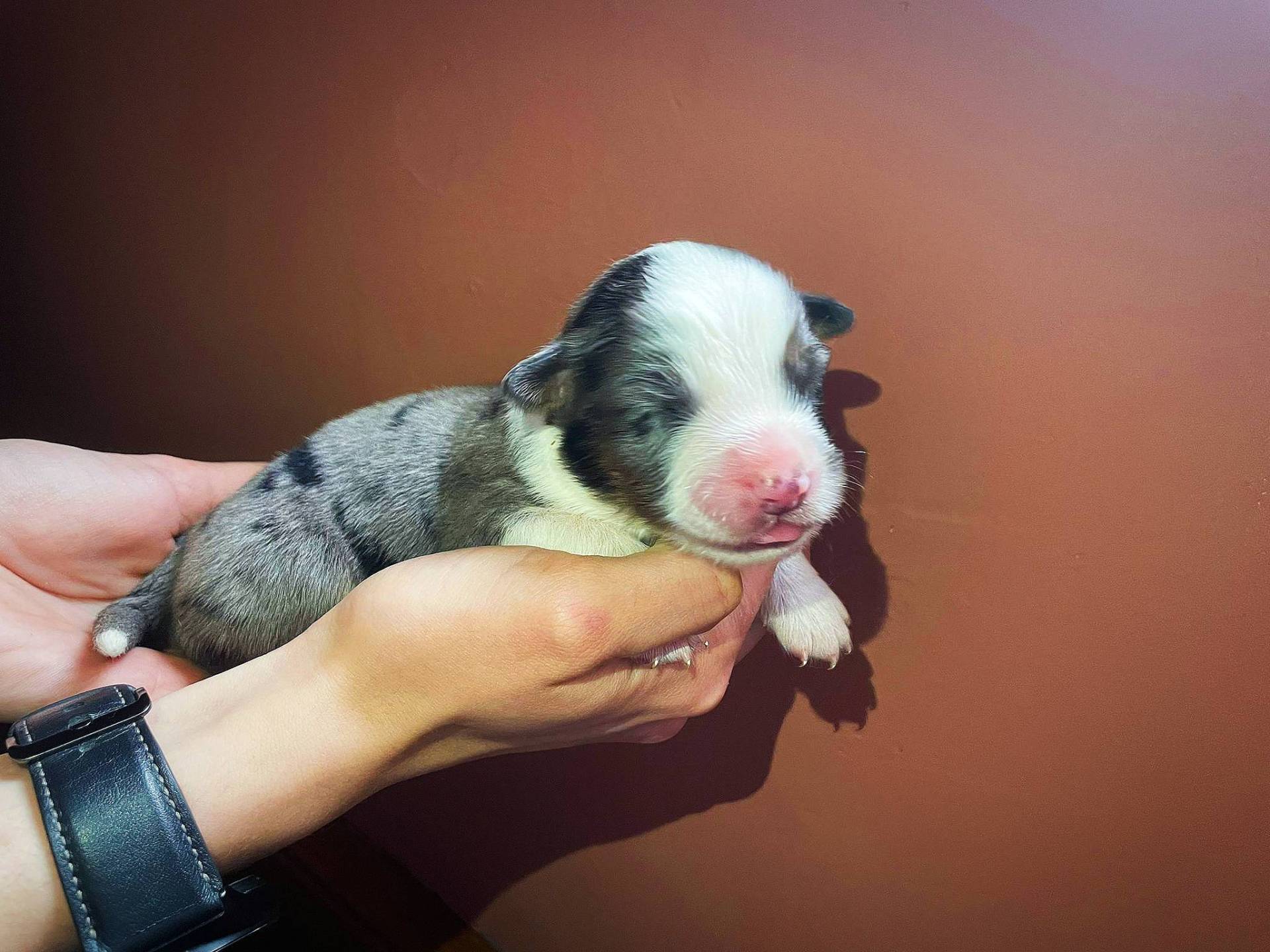 Chiot berger américain miniature  quatrième