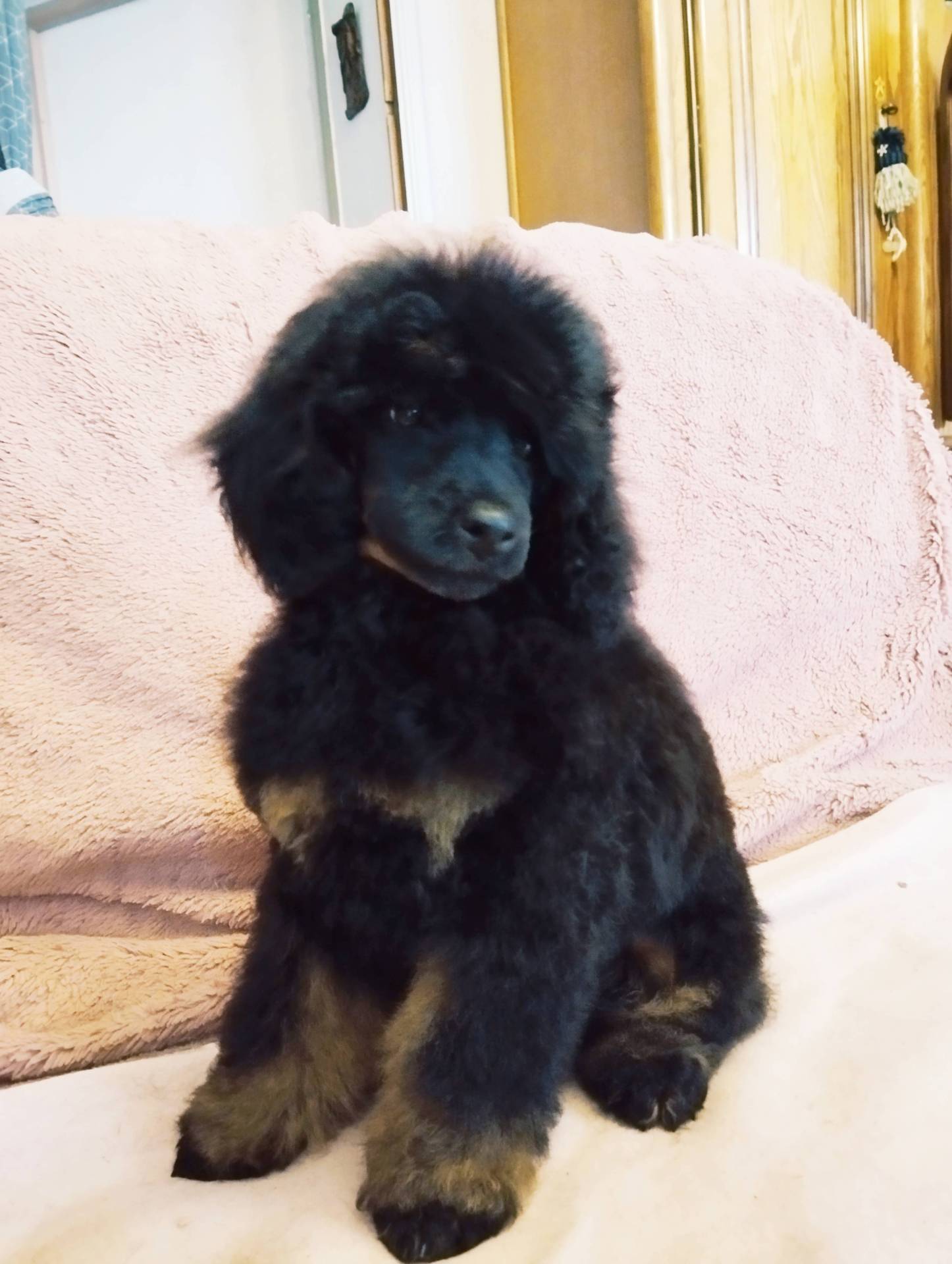 Caniche nain  troisième