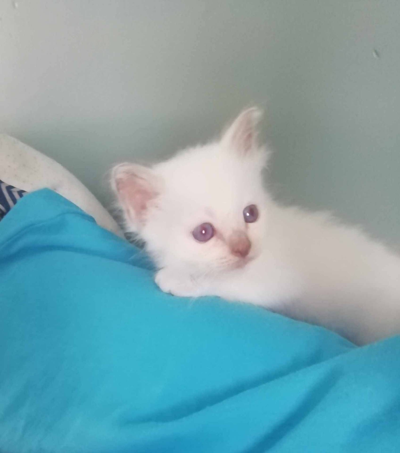 Chaton sacré de Birmanie Loof septième