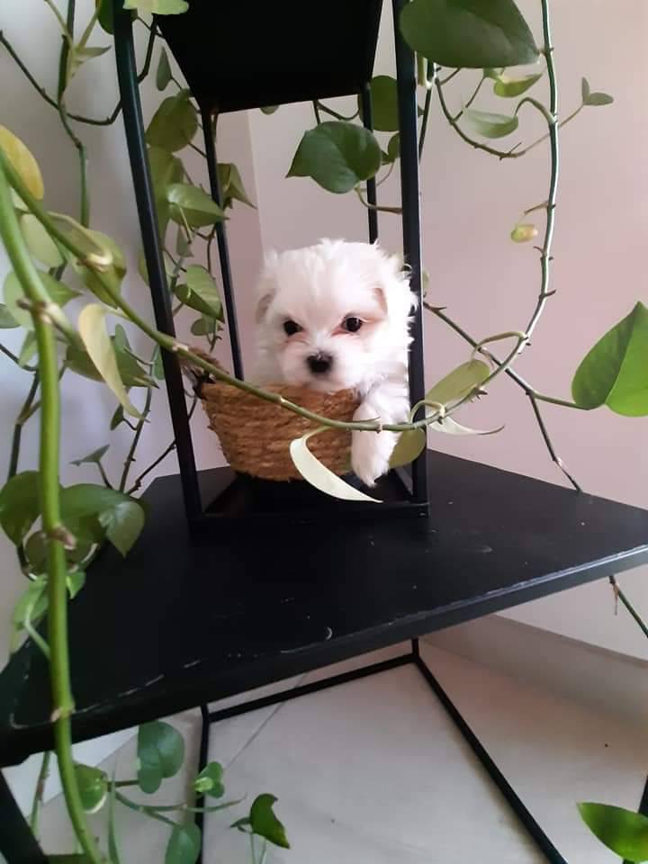A réserver Bichon Maltais petit gabarit  sixième