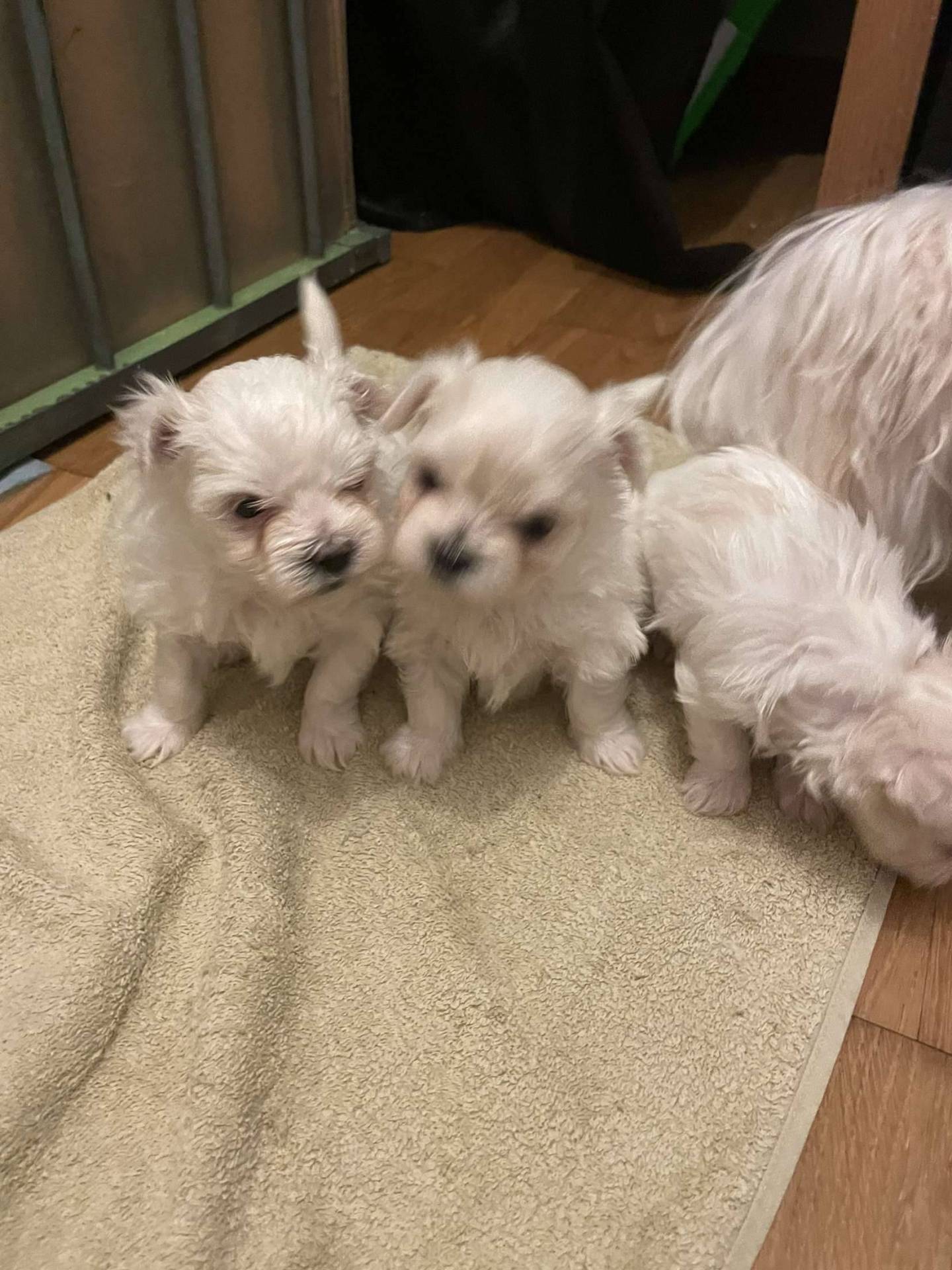 A réserver Bichon Maltais petit gabarit  première