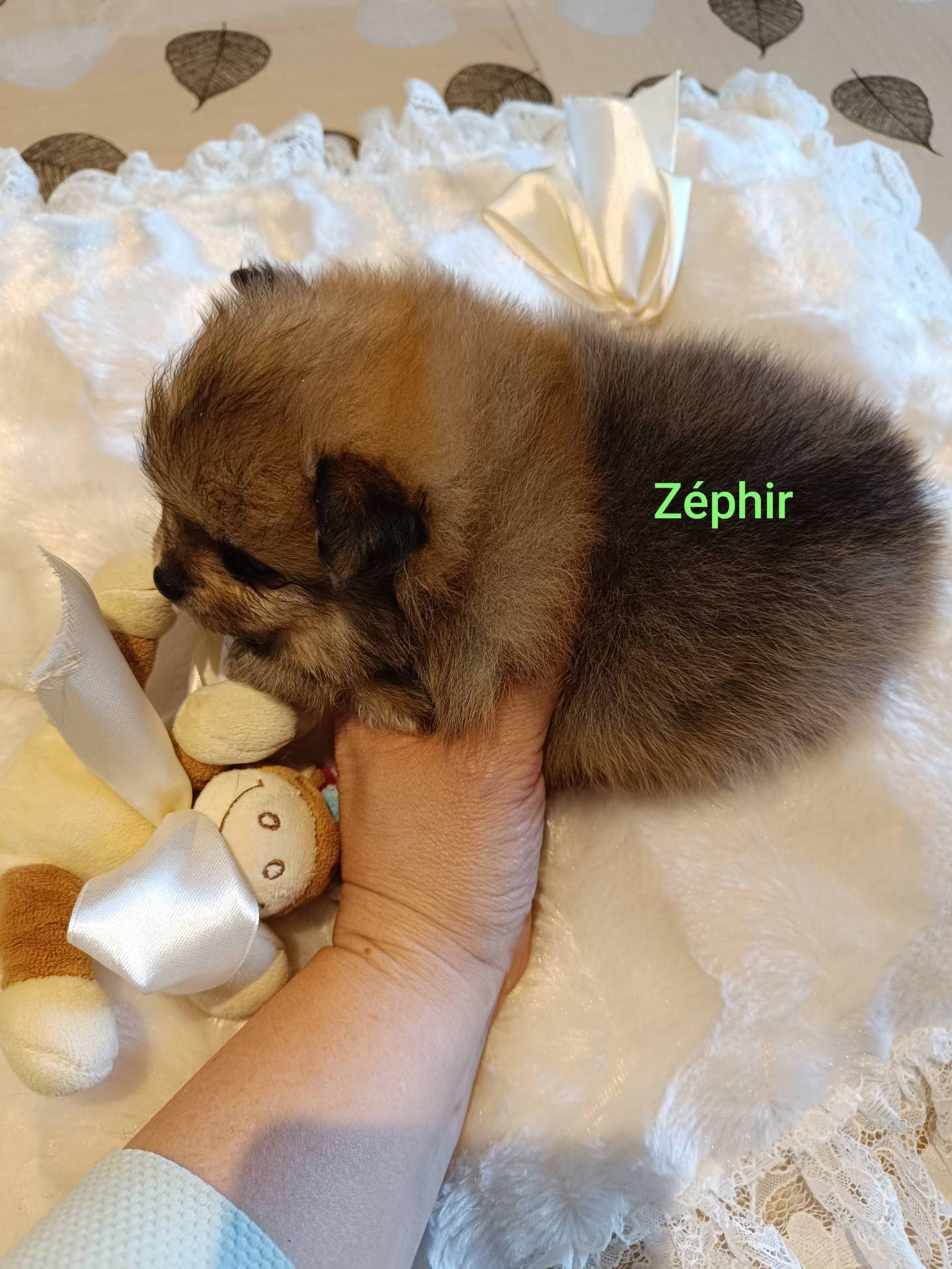 Spitz allemand nain Poméranien  sixième