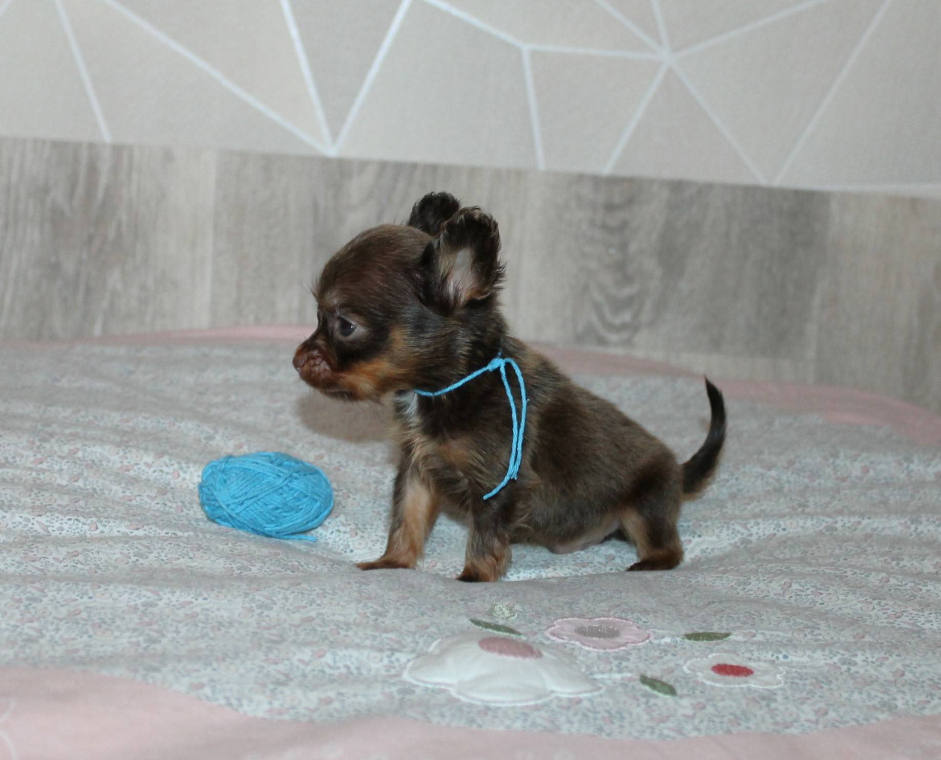 Chiots Russkiy toys disponibles à la réservation  troisième
