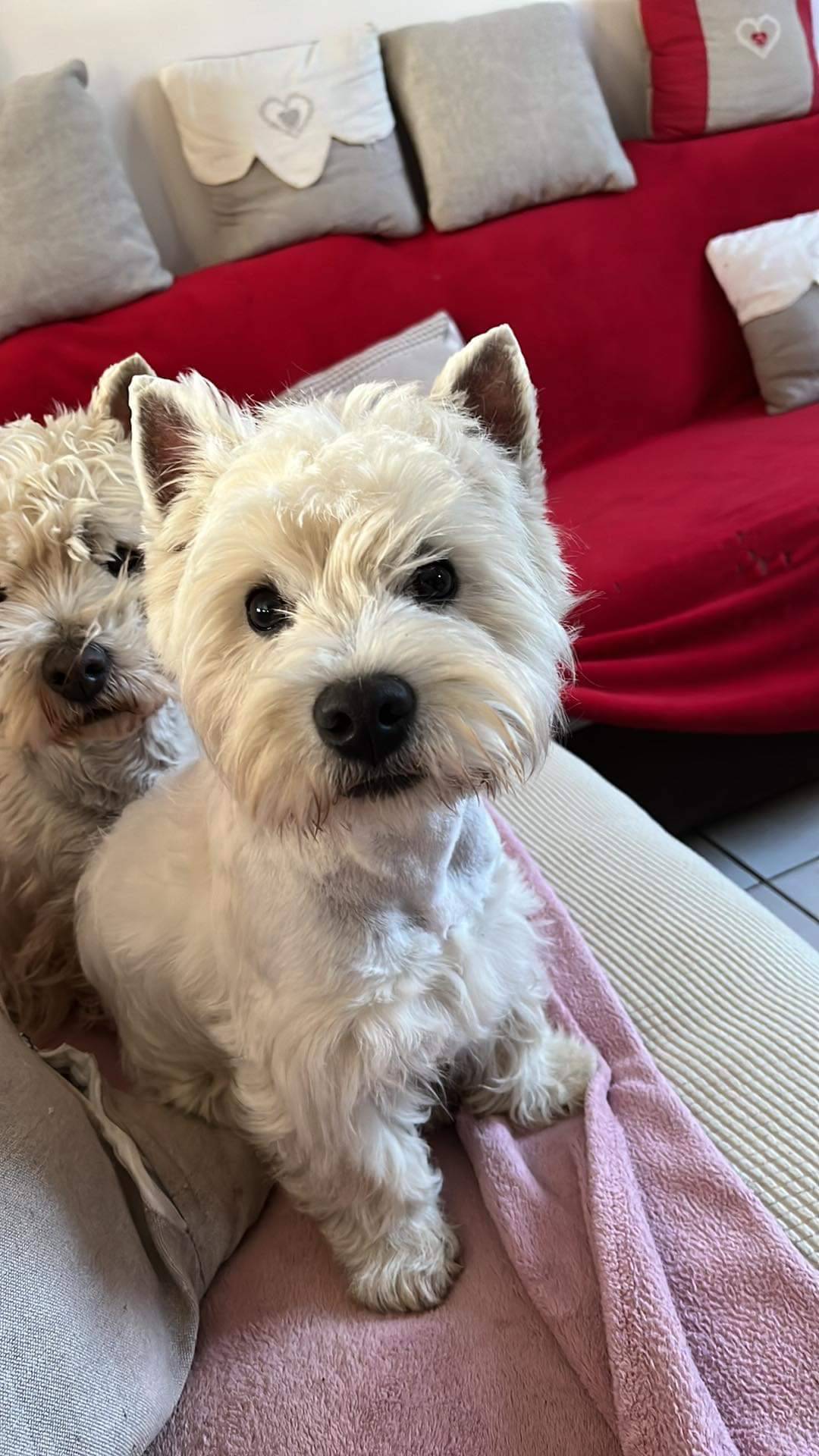 Vend chiot westies  cinquième