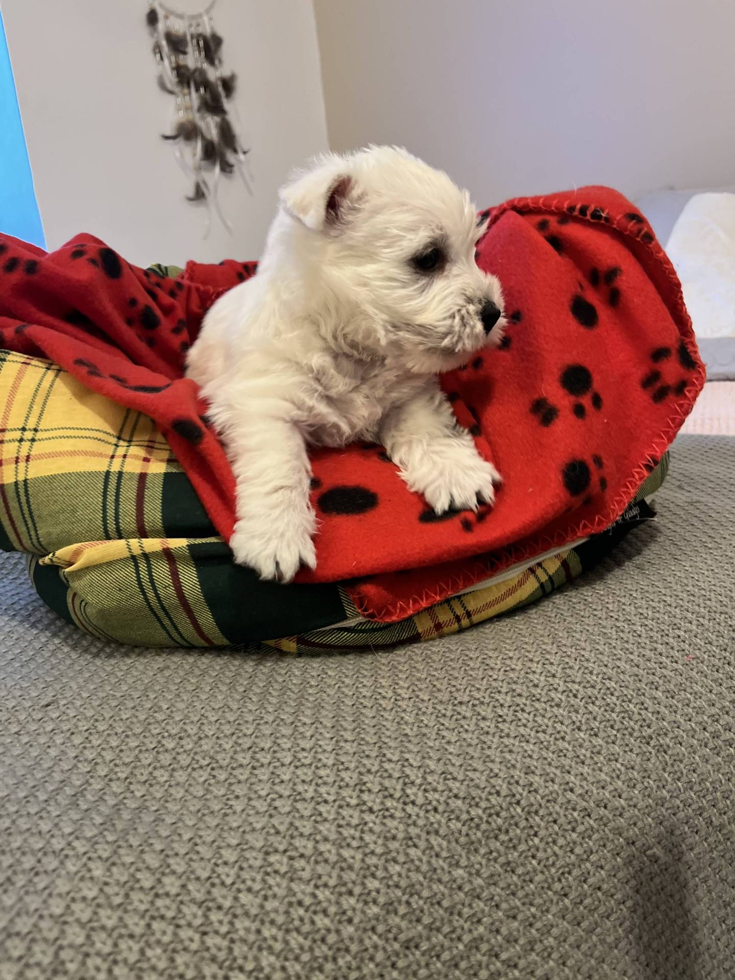 Vend chiot westies  huitième