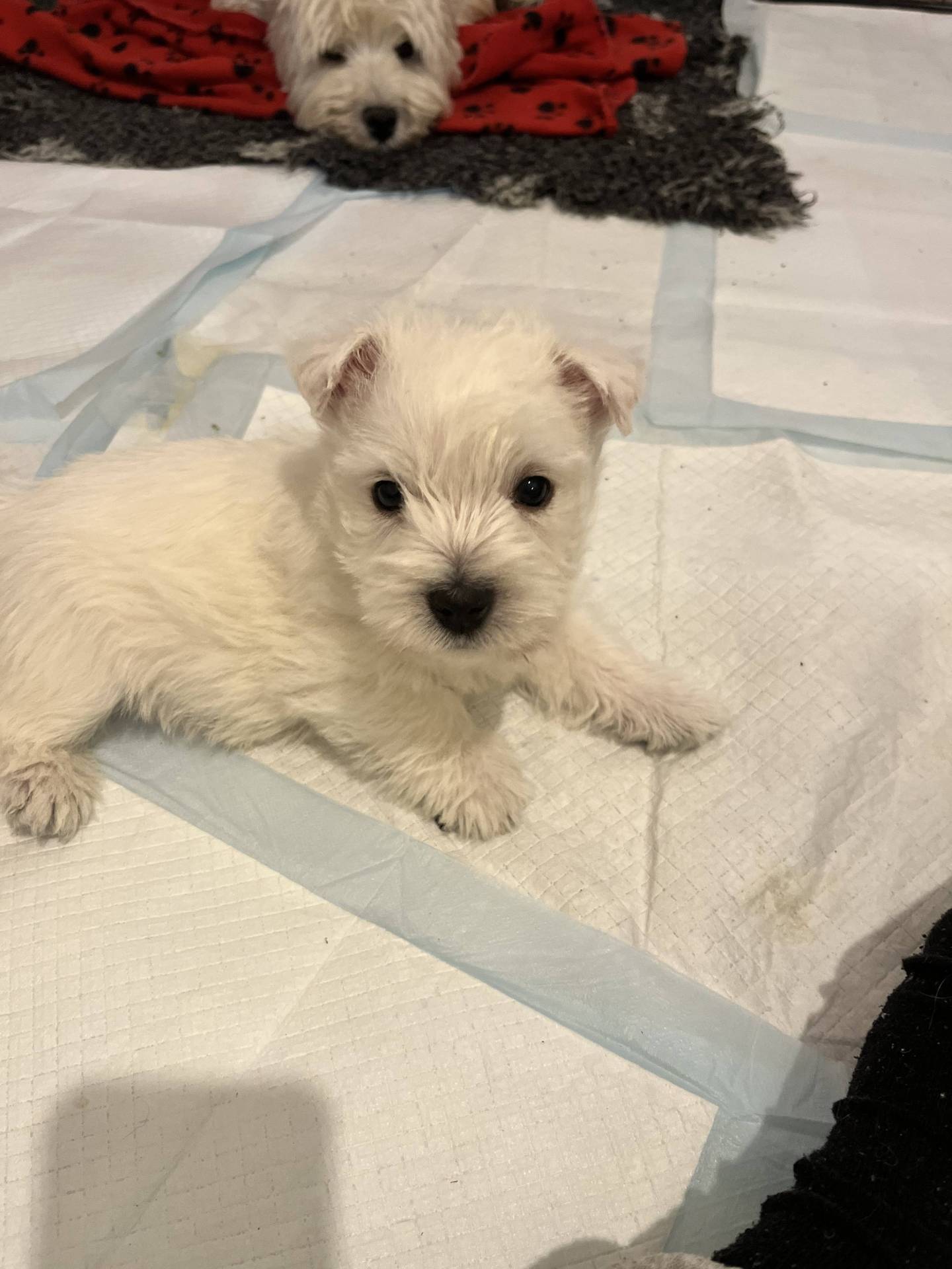 Vend chiot westies  troisième