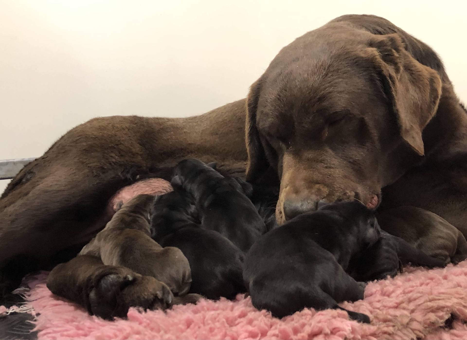 Chiots Labrador Retrieve Lof huitième
