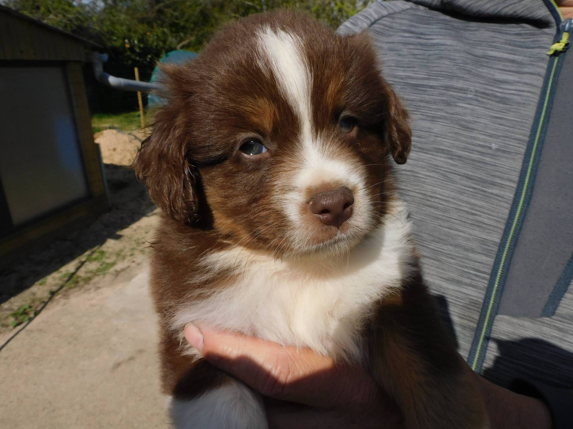 Chiots berger americain miniature deuxième