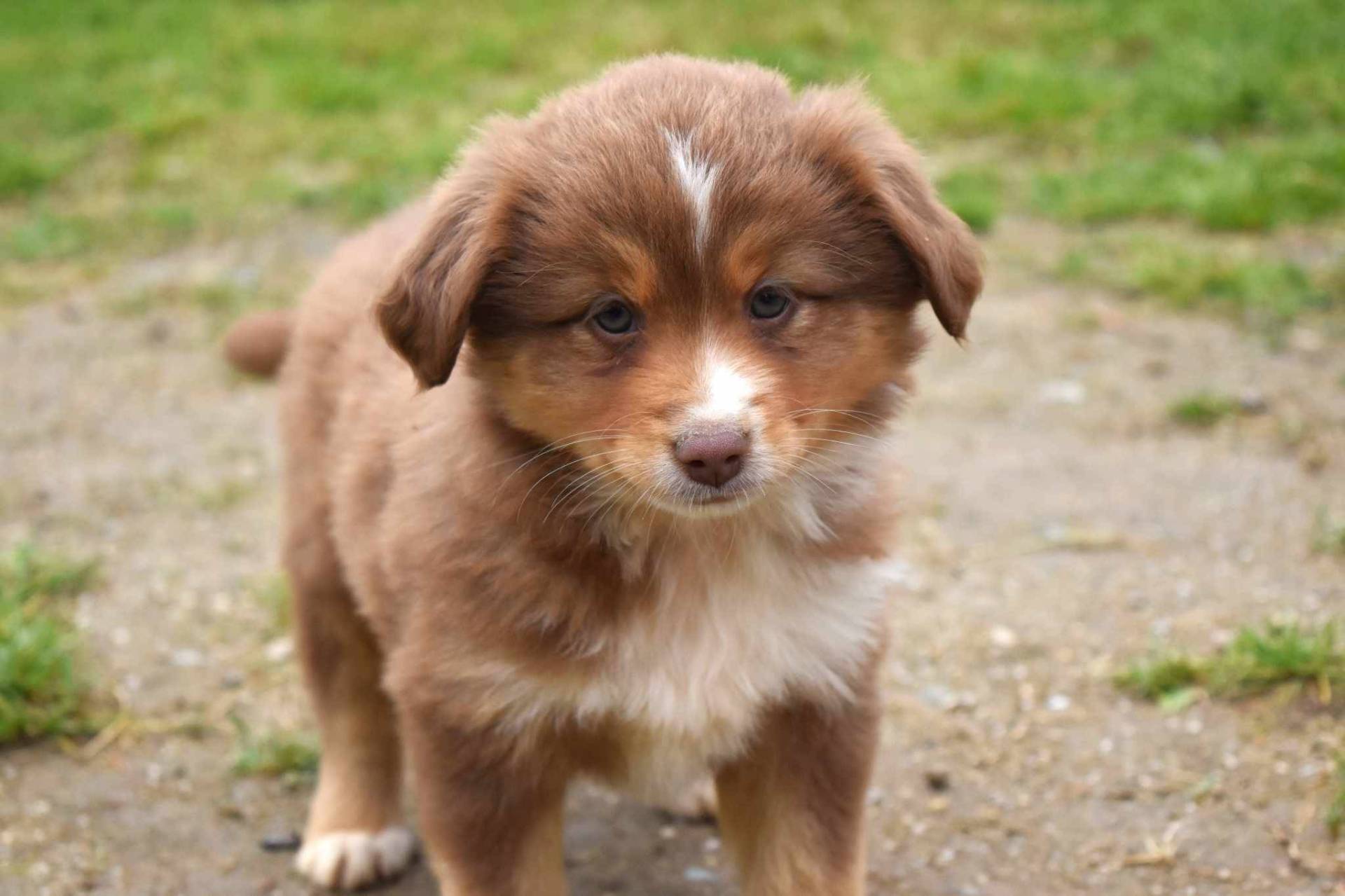 Chiots berger americain miniature cinquième