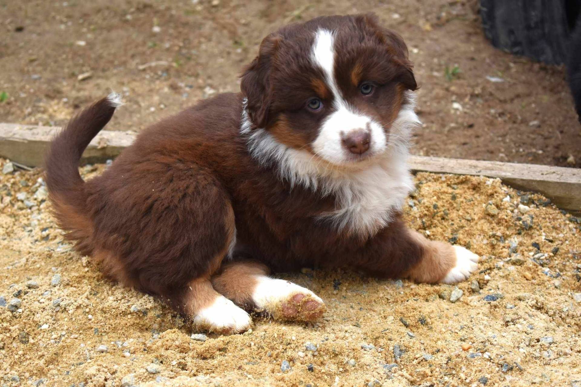 Chiots berger americain miniature sixième