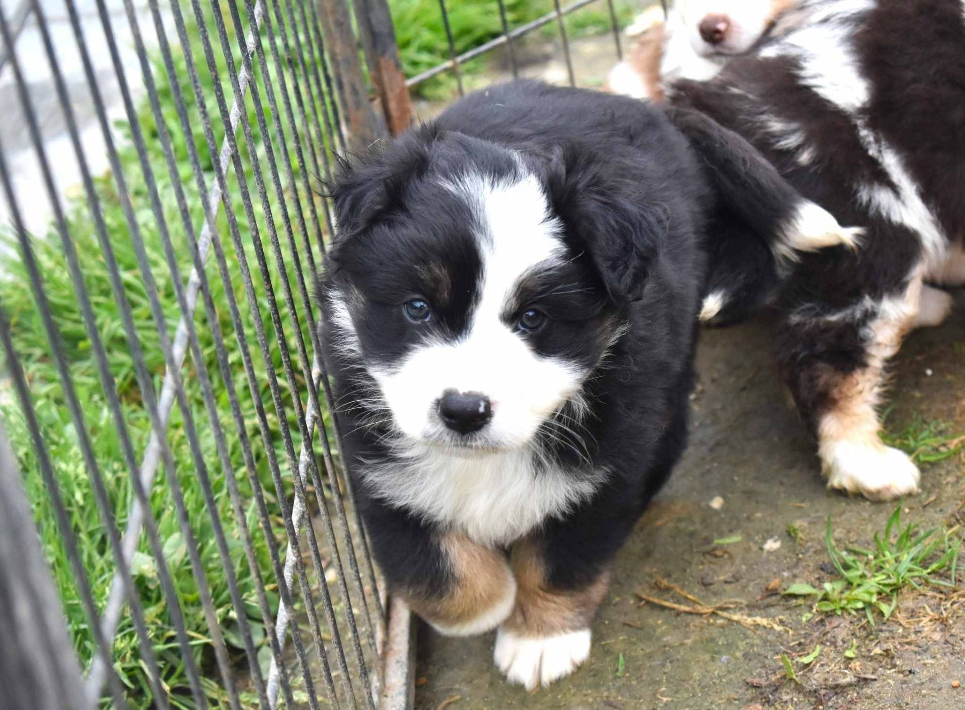 Chiots berger americain miniature neuvième