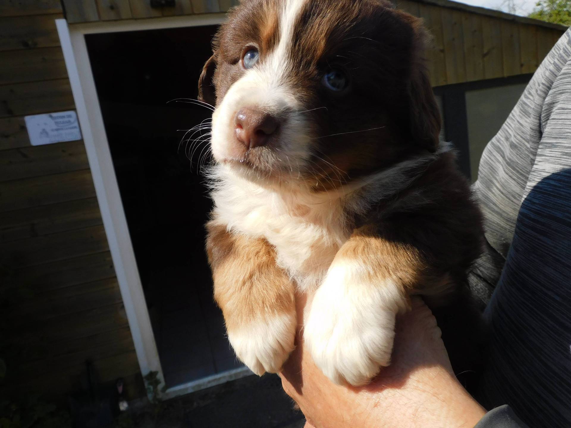 Chiots berger americain miniature cinquième