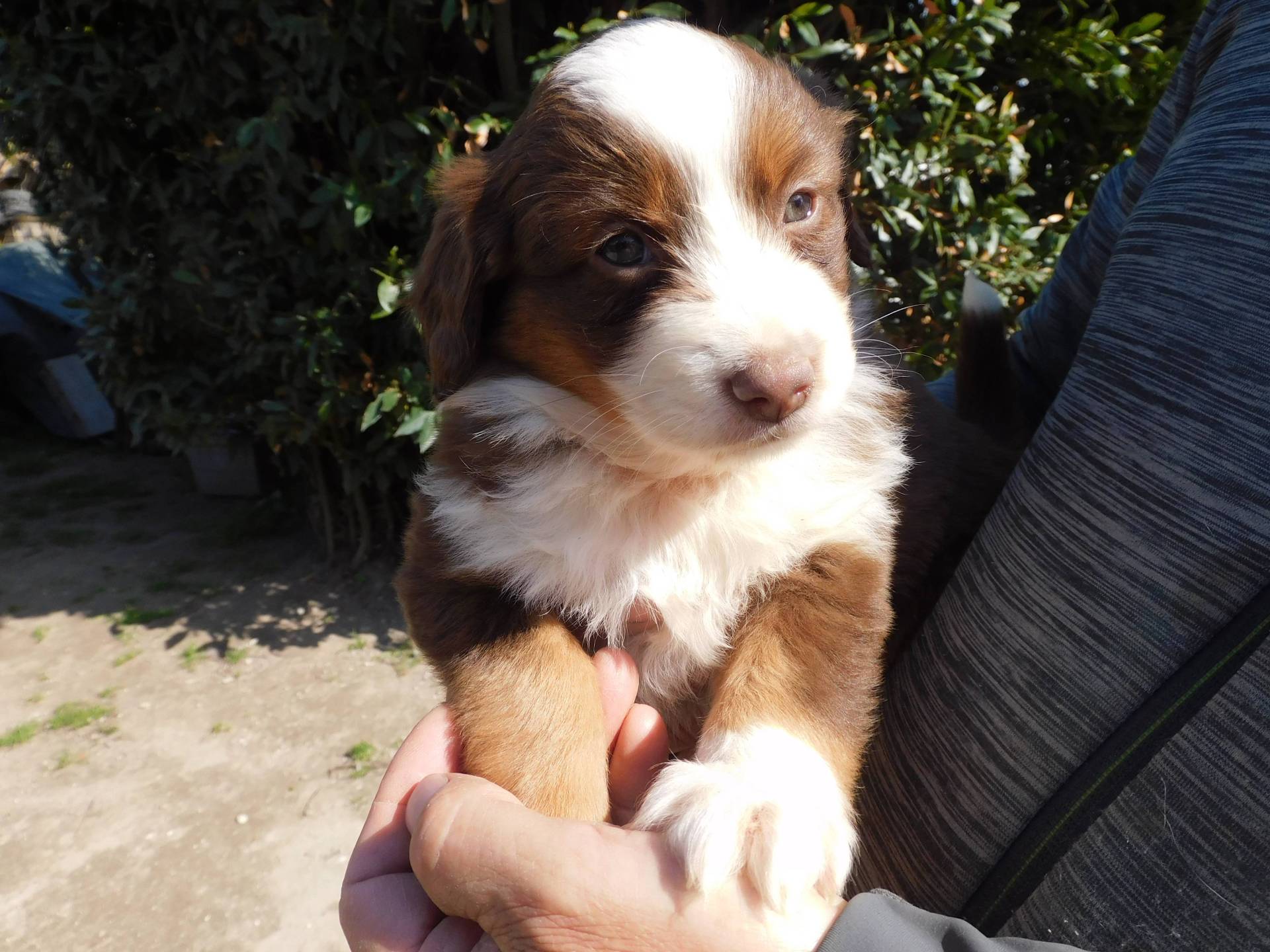 Chiots berger americain miniature huitième