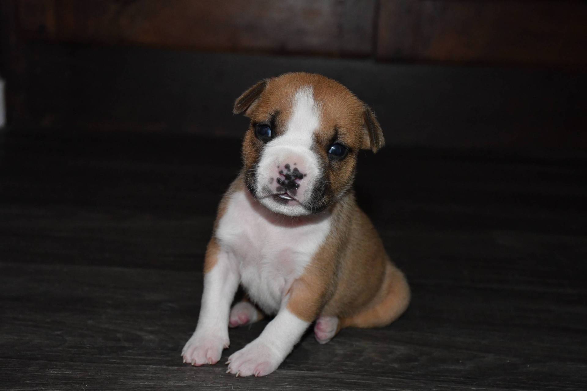 Chiots american staff (amstaff, staff) disponible cinquième