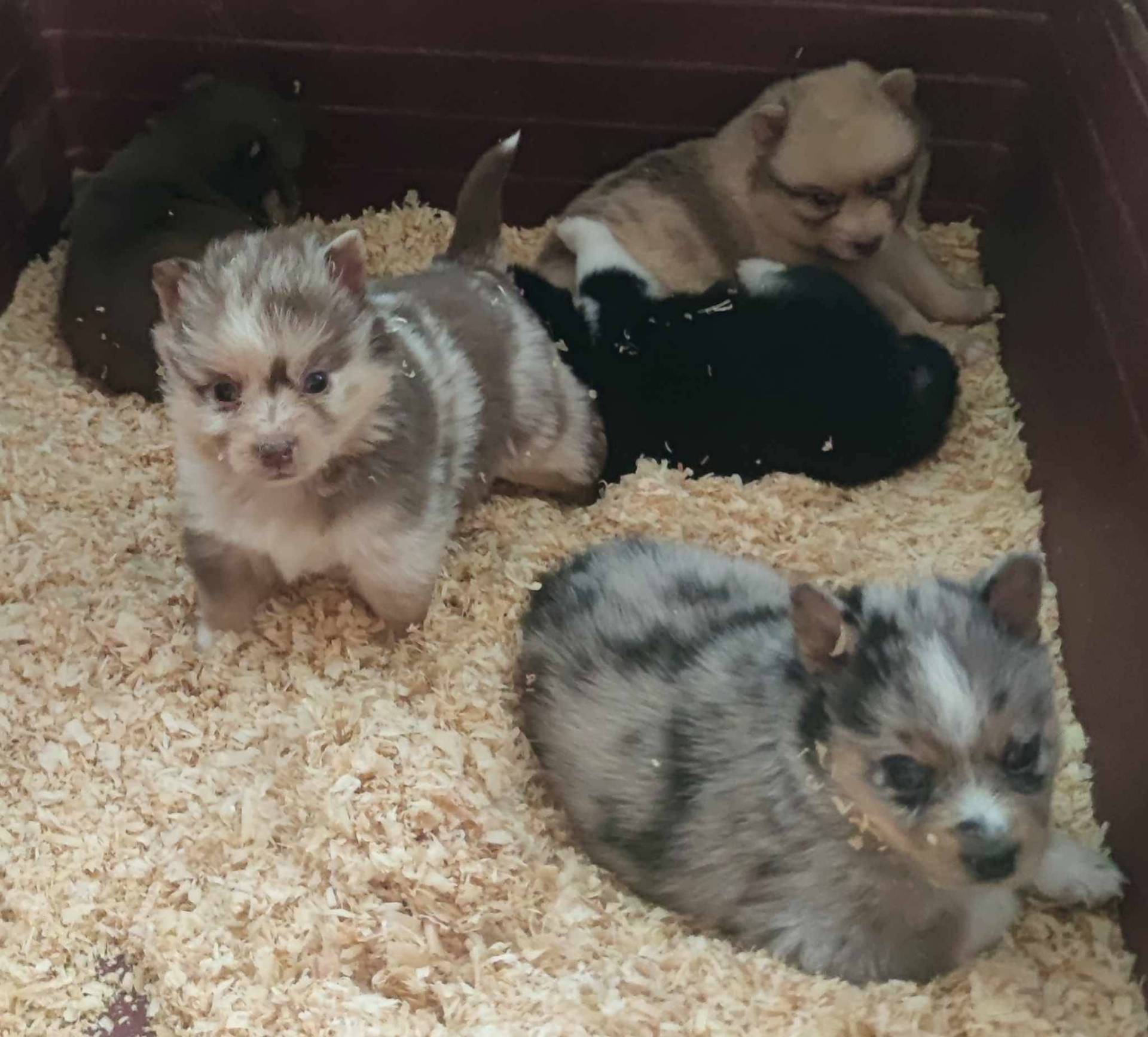 Pomsky troisième