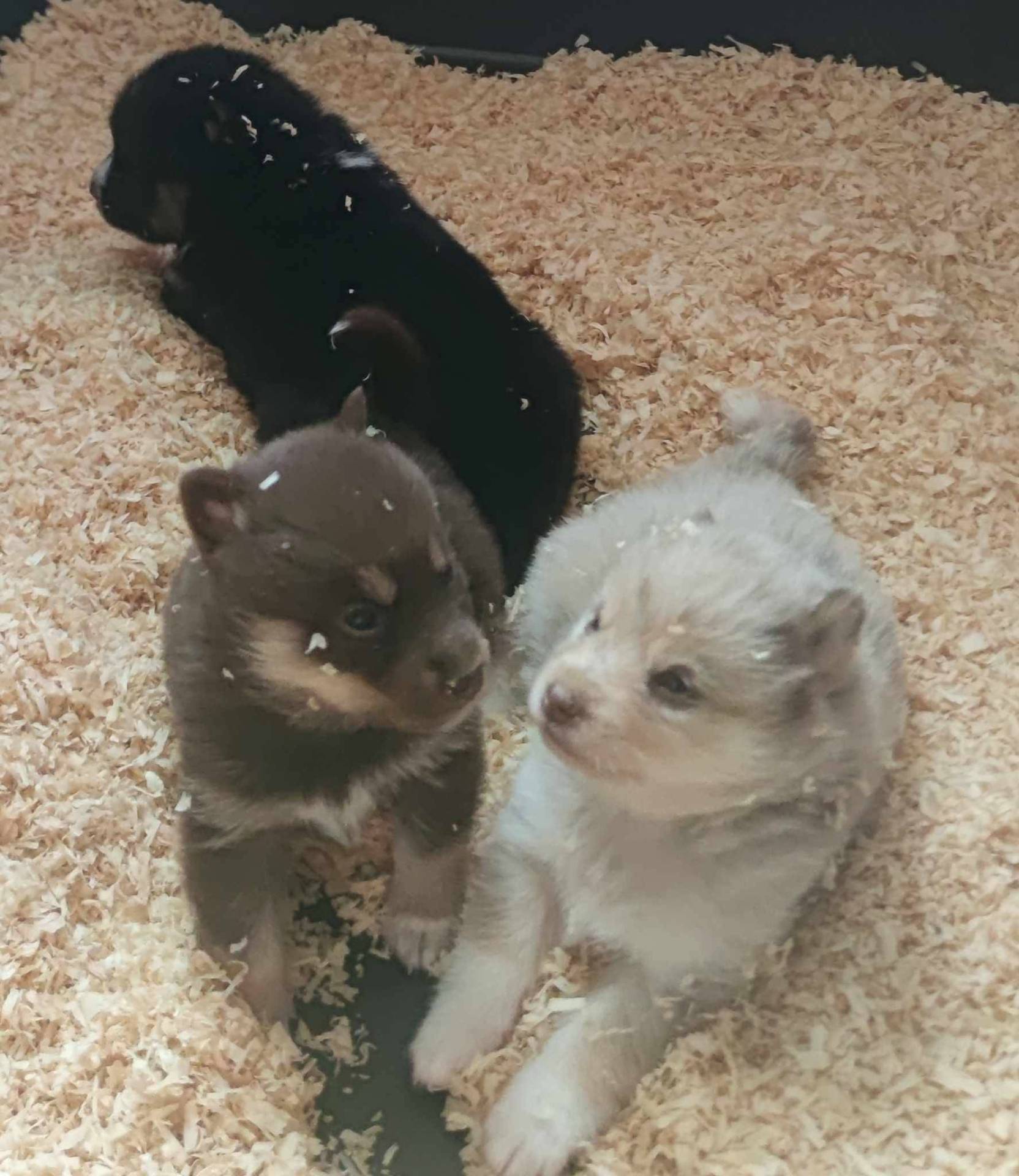 Pomsky neuvième