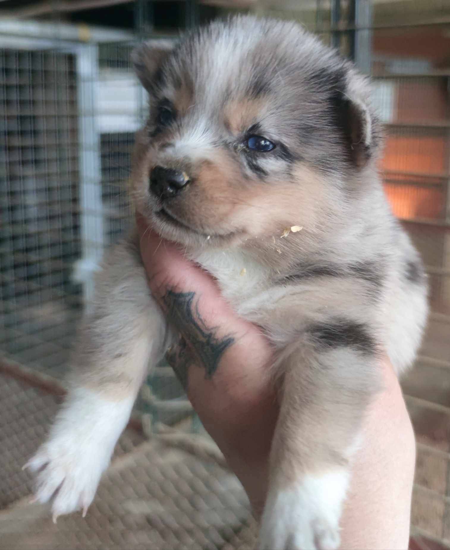 Pomsky sixième