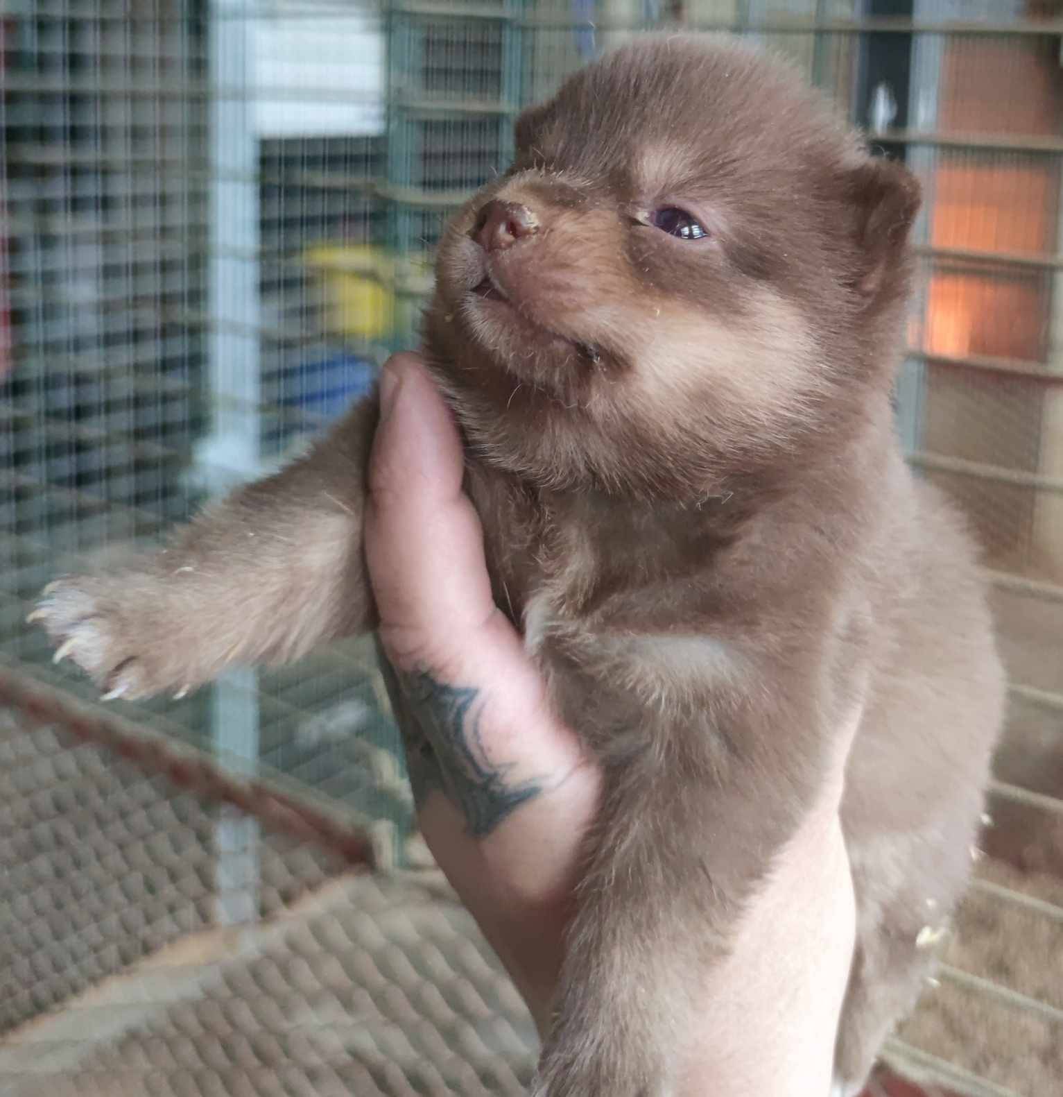 Pomsky quatrième