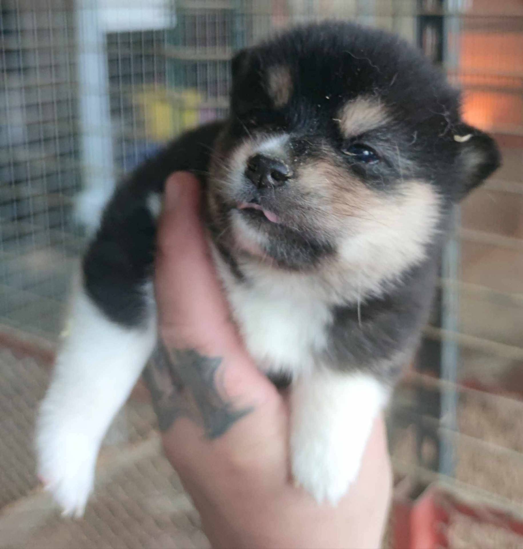 Pomsky neuvième