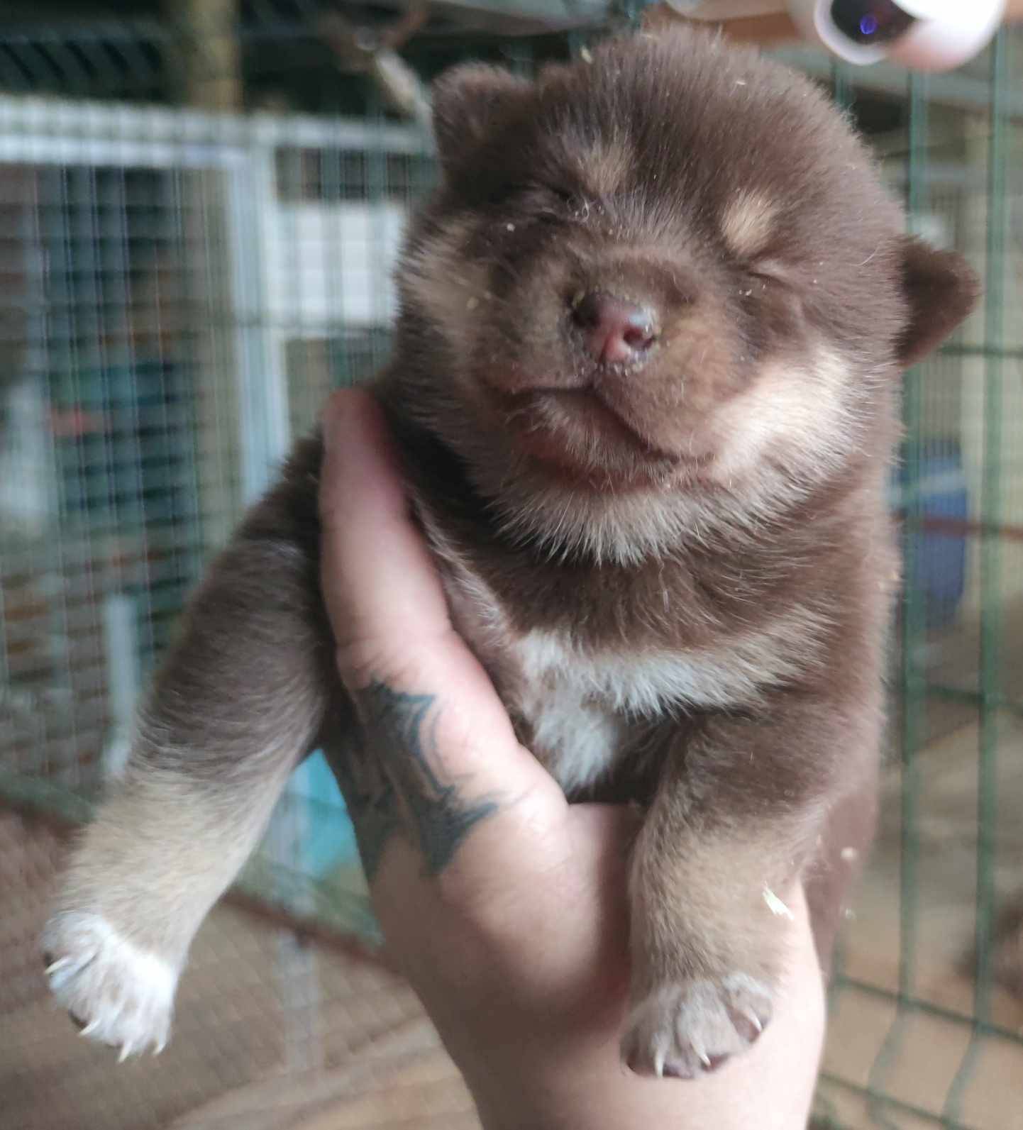 Pomsky neuvième
