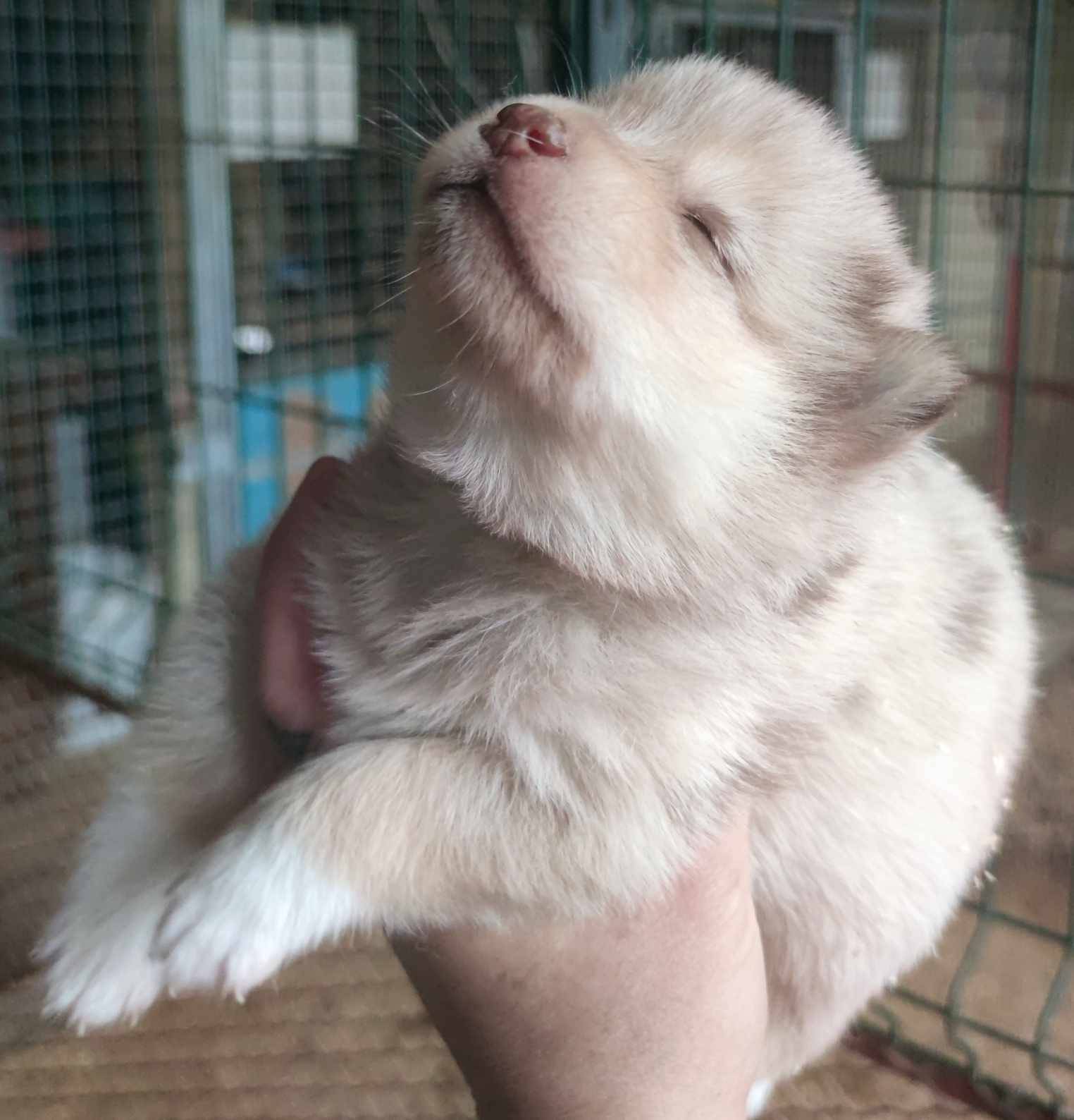 Pomsky sixième