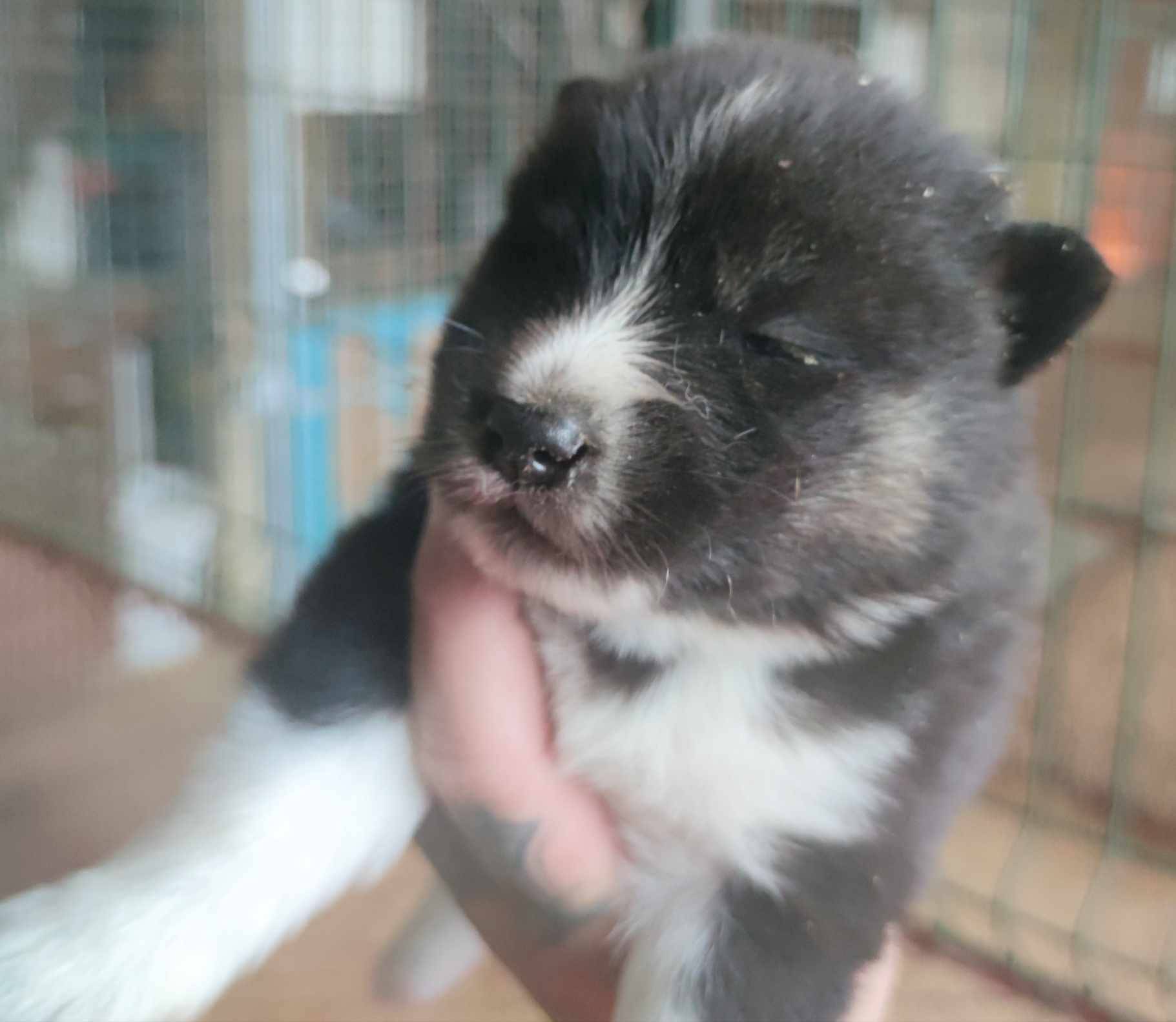 Pomsky cinquième