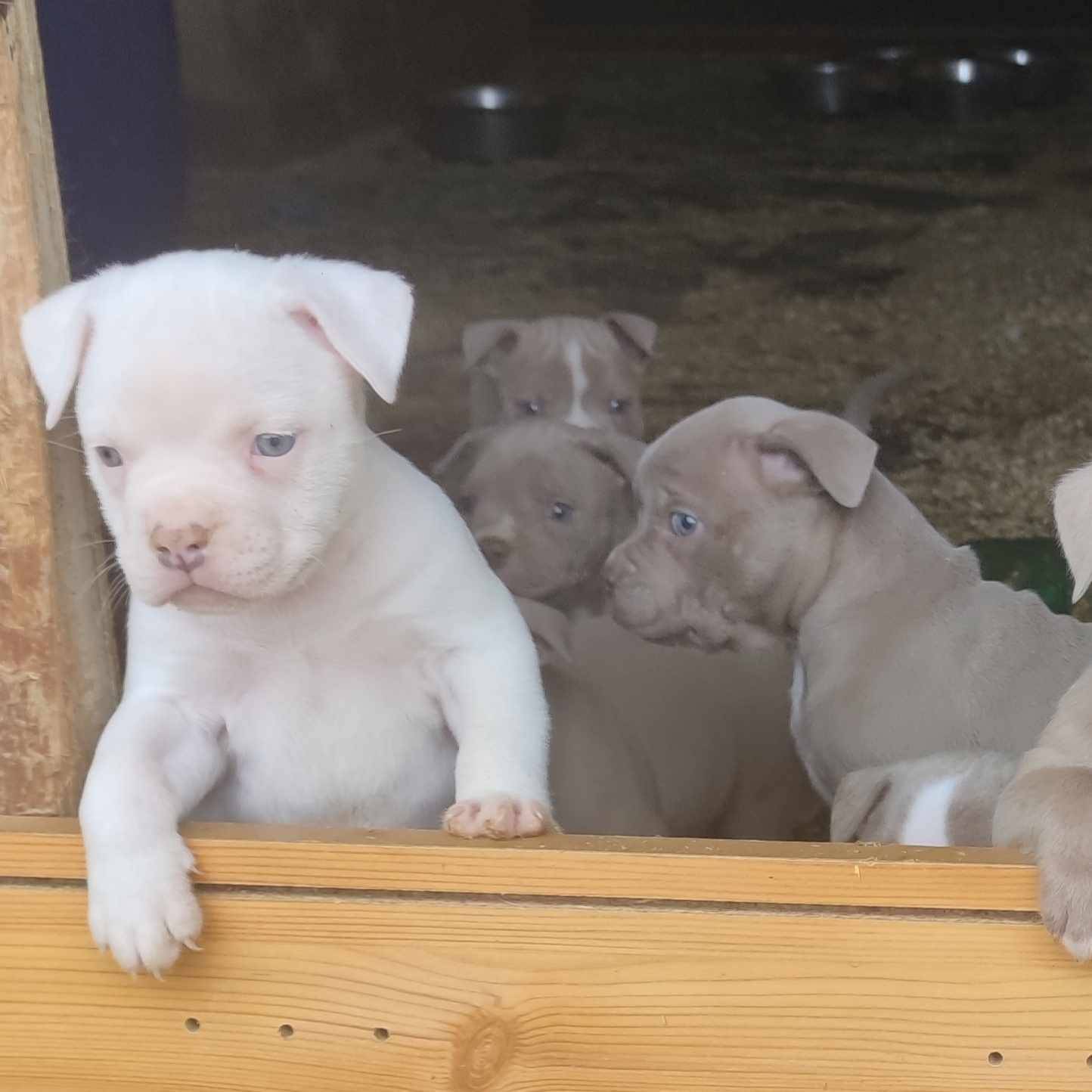 American Bully sixième