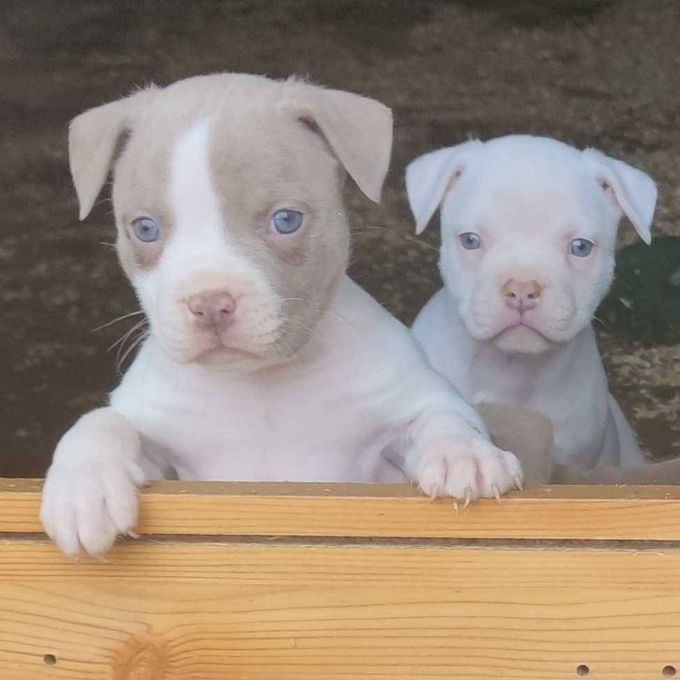 American Bully cinquième