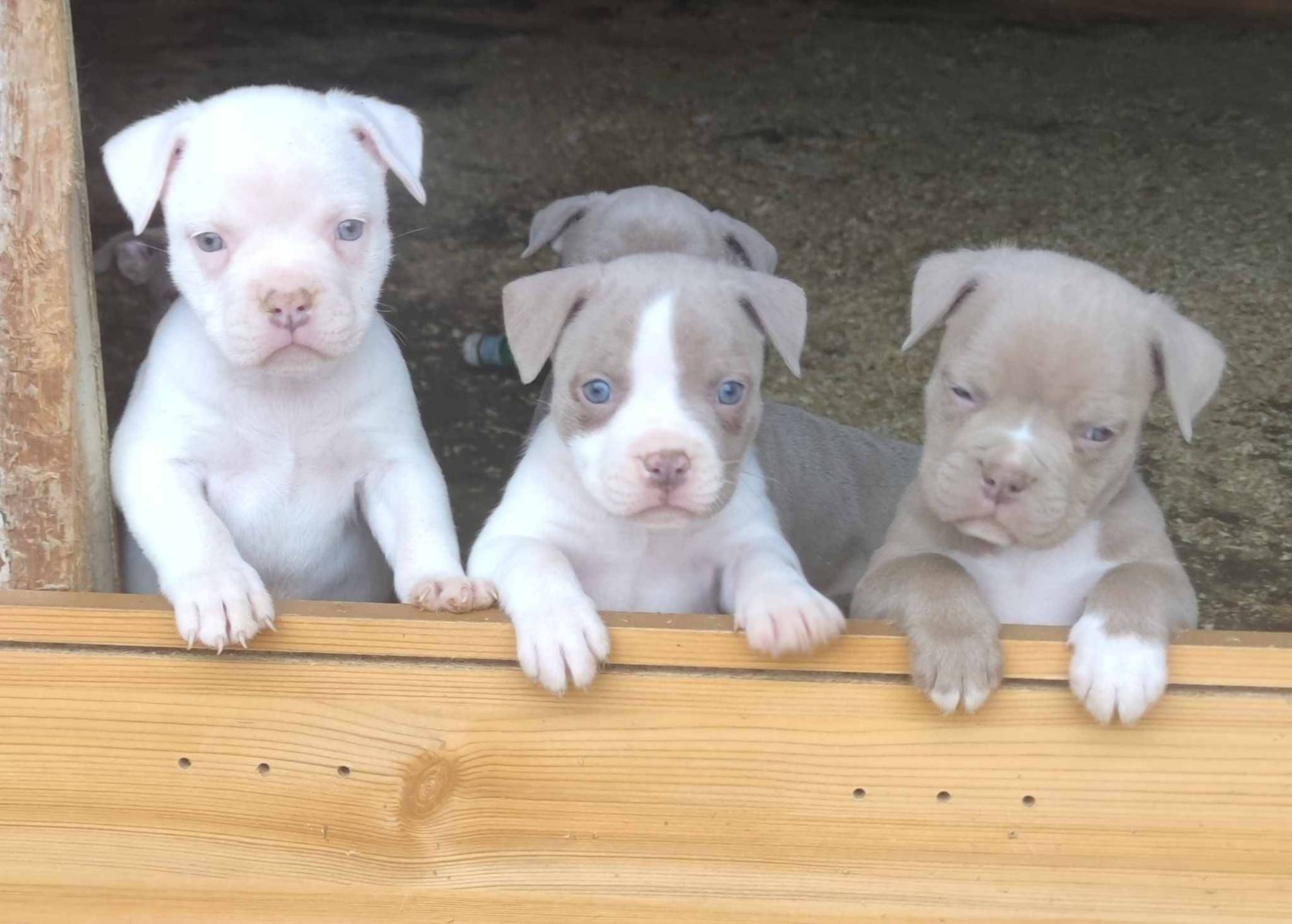 American Bully neuvième