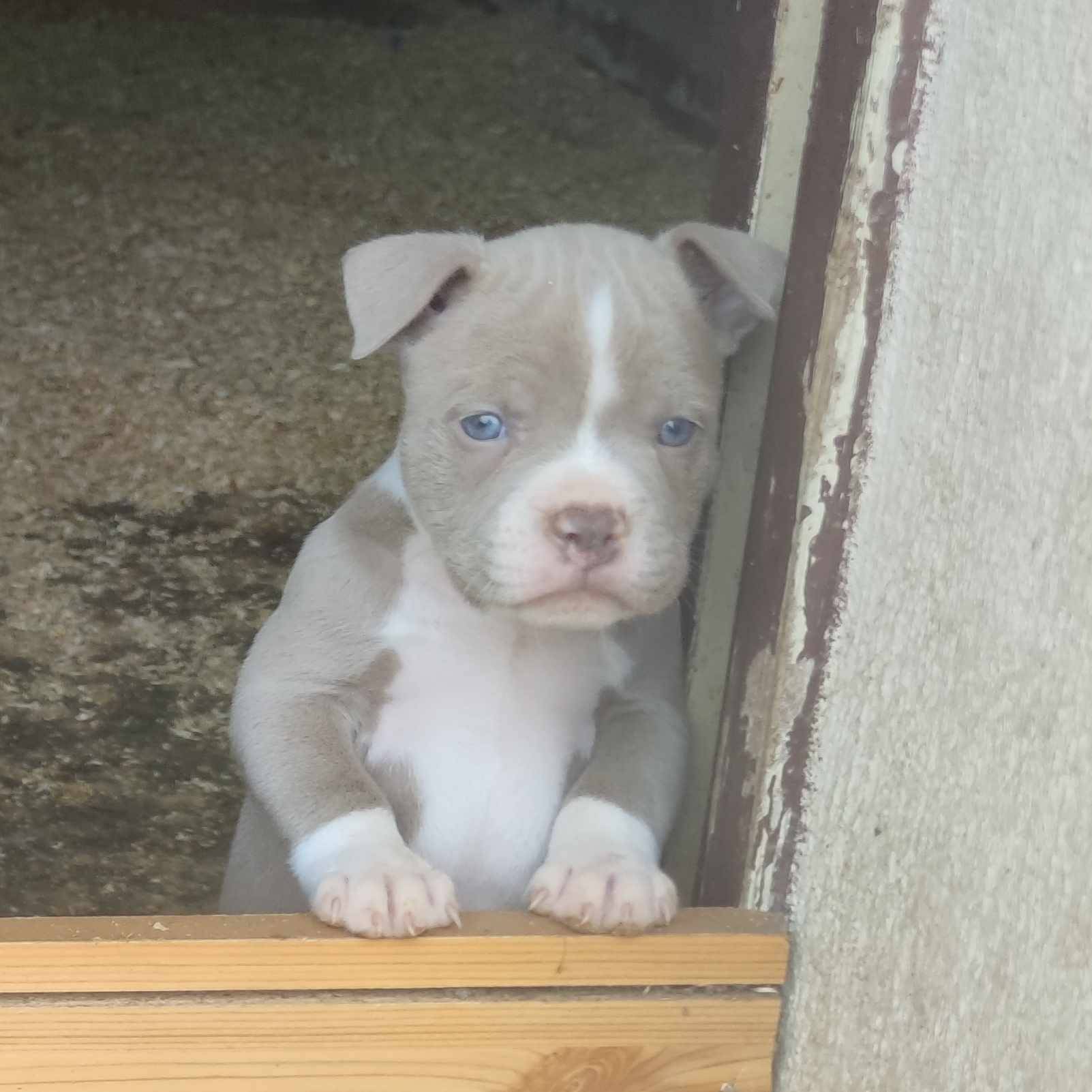 American Bully cinquième