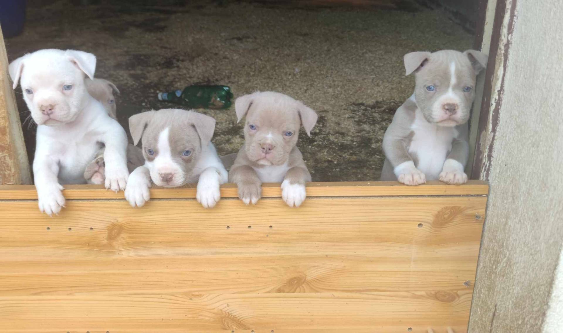 American Bully deuxième