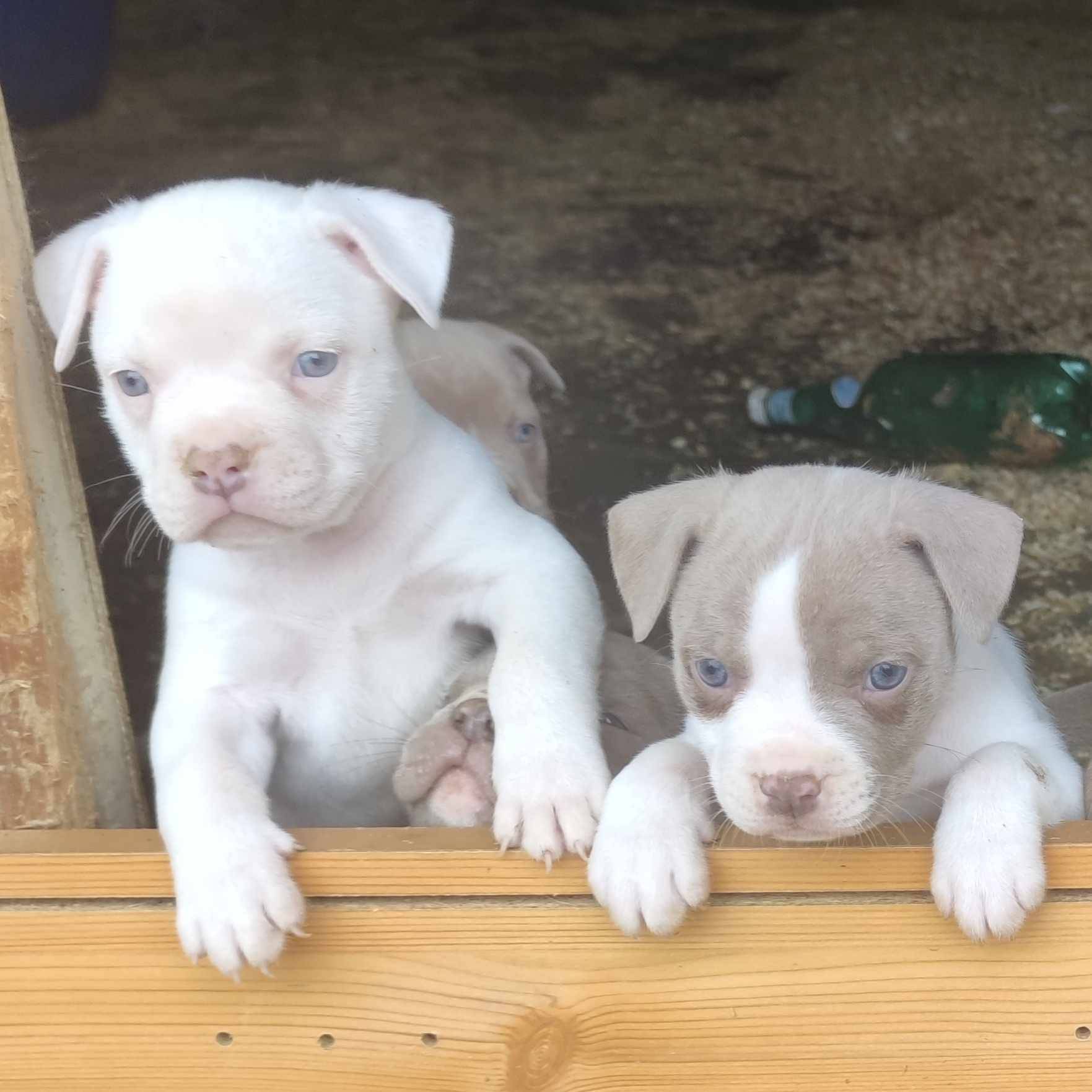 American Bully cinquième