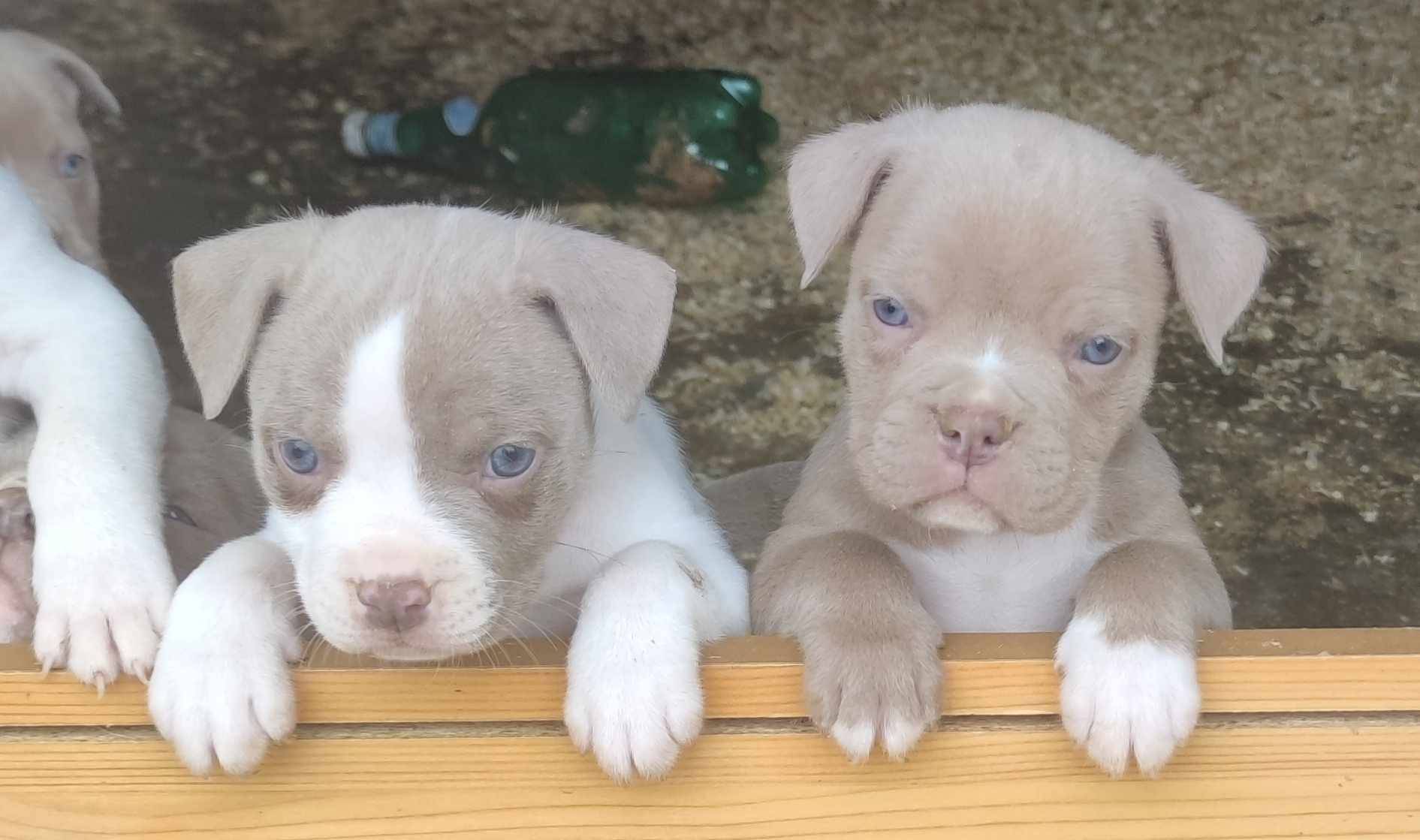 American Bully troisième