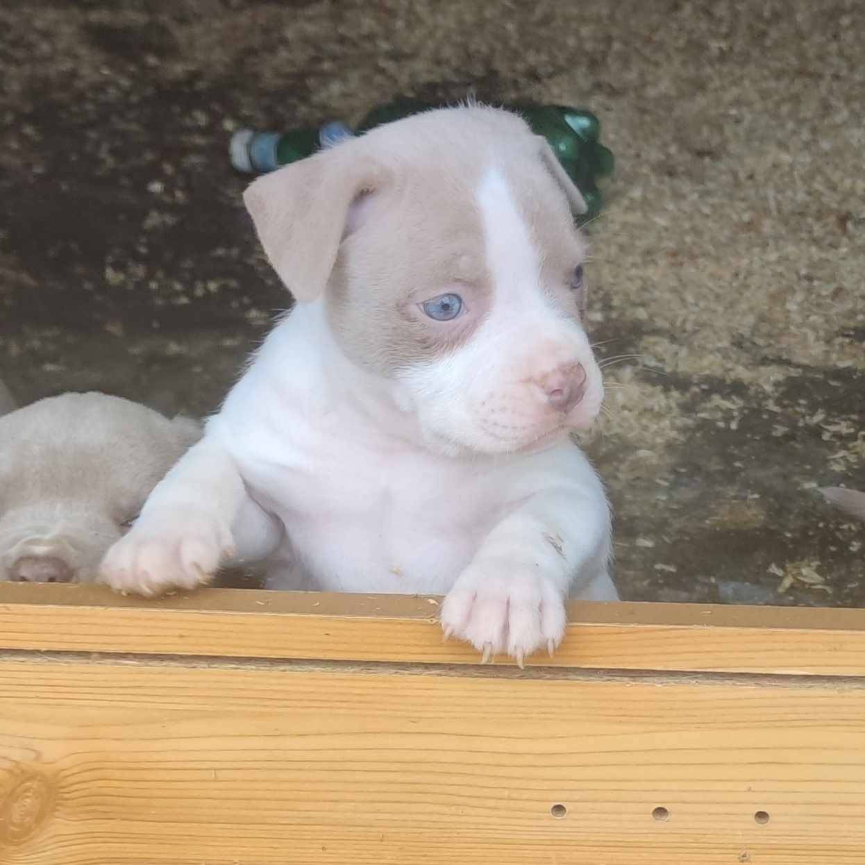American Bully deuxième