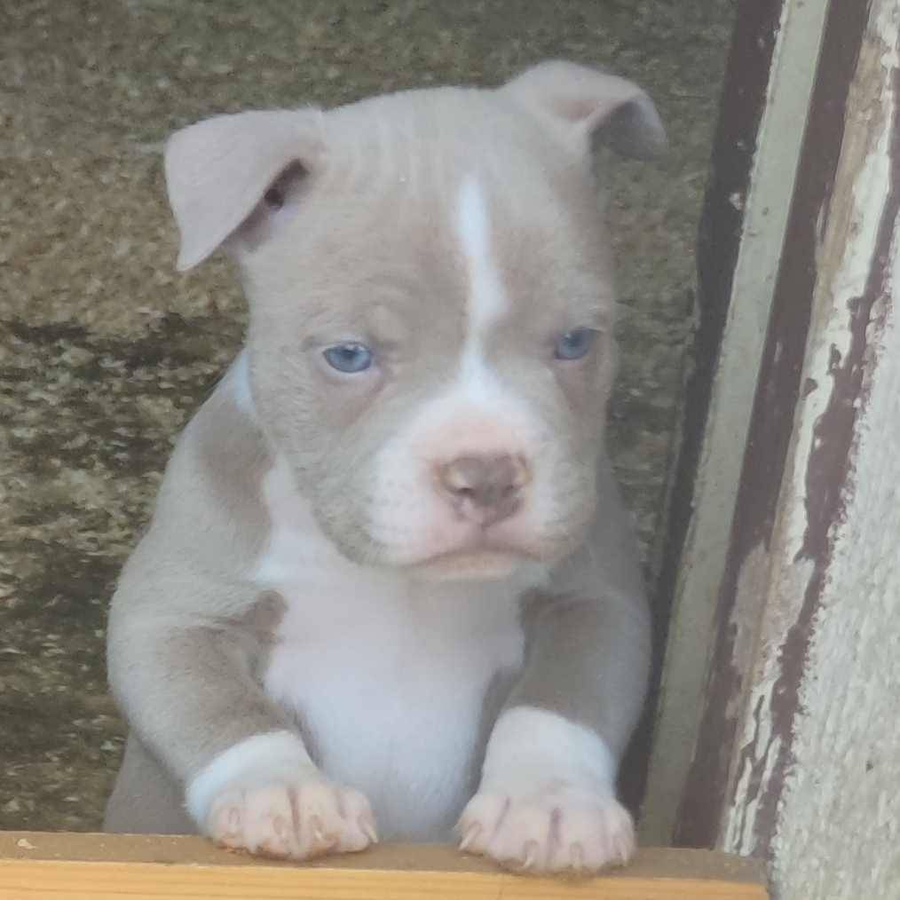 American Bully septième