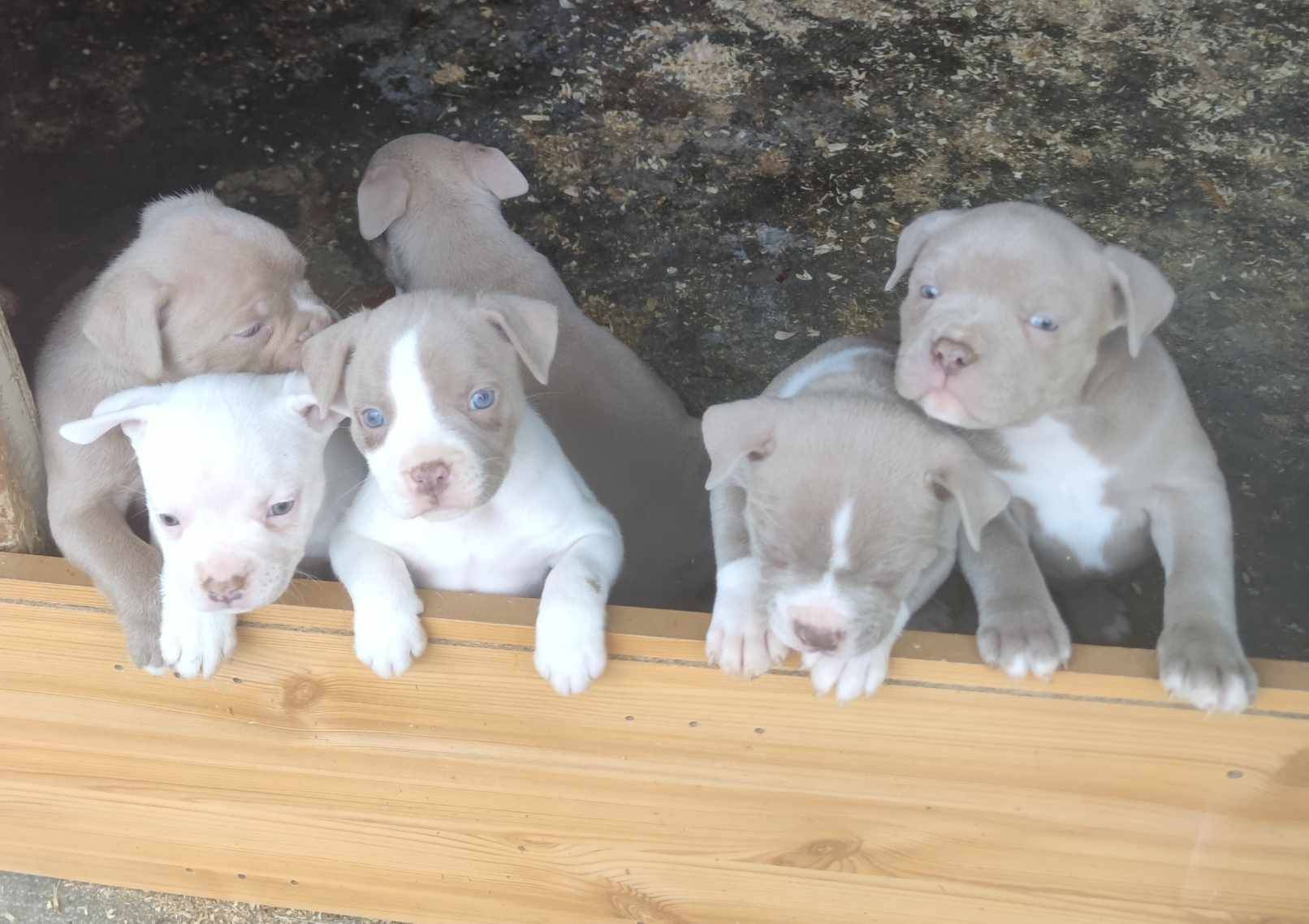 American Bully huitième