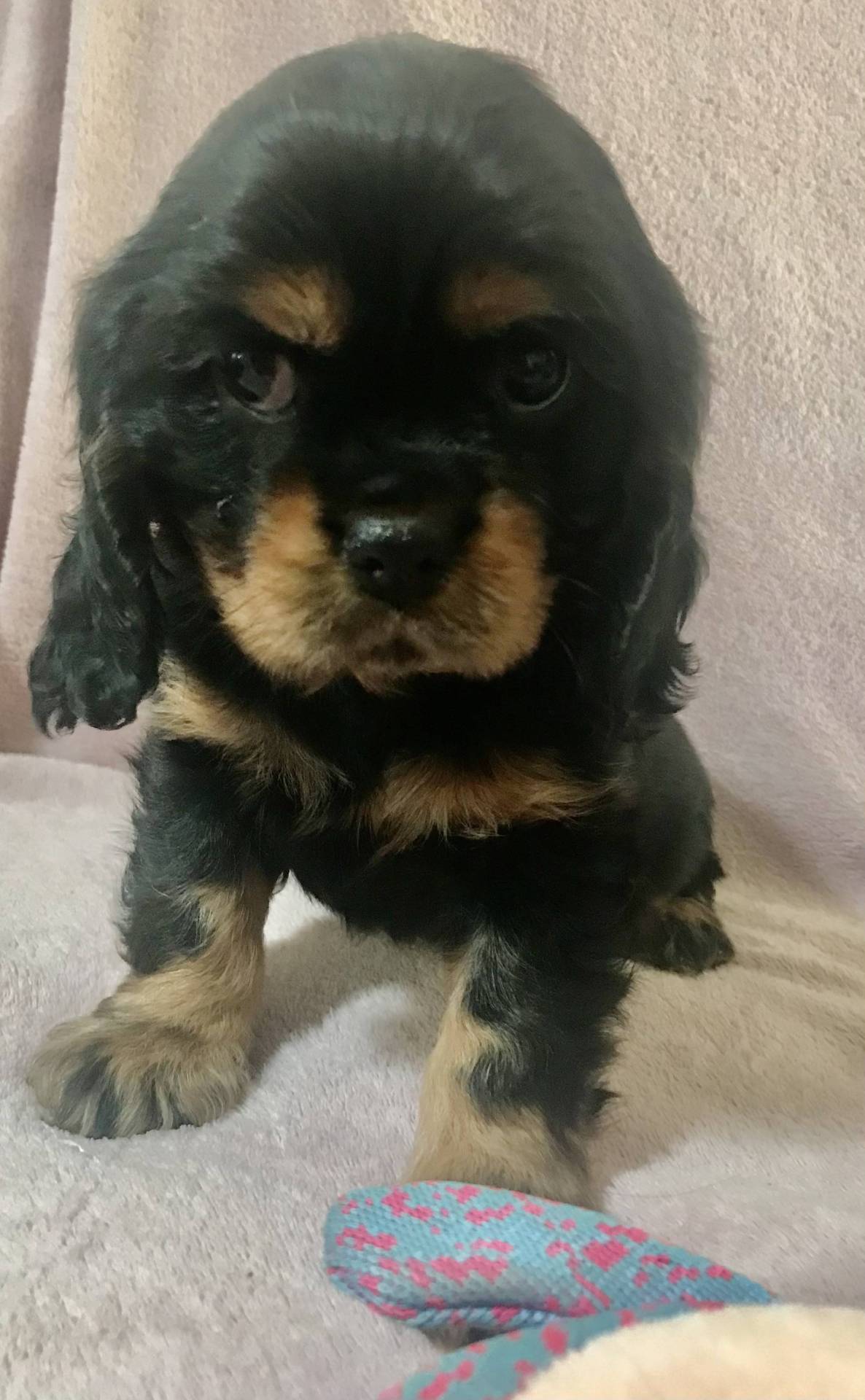 Cavalier King Charles troisième