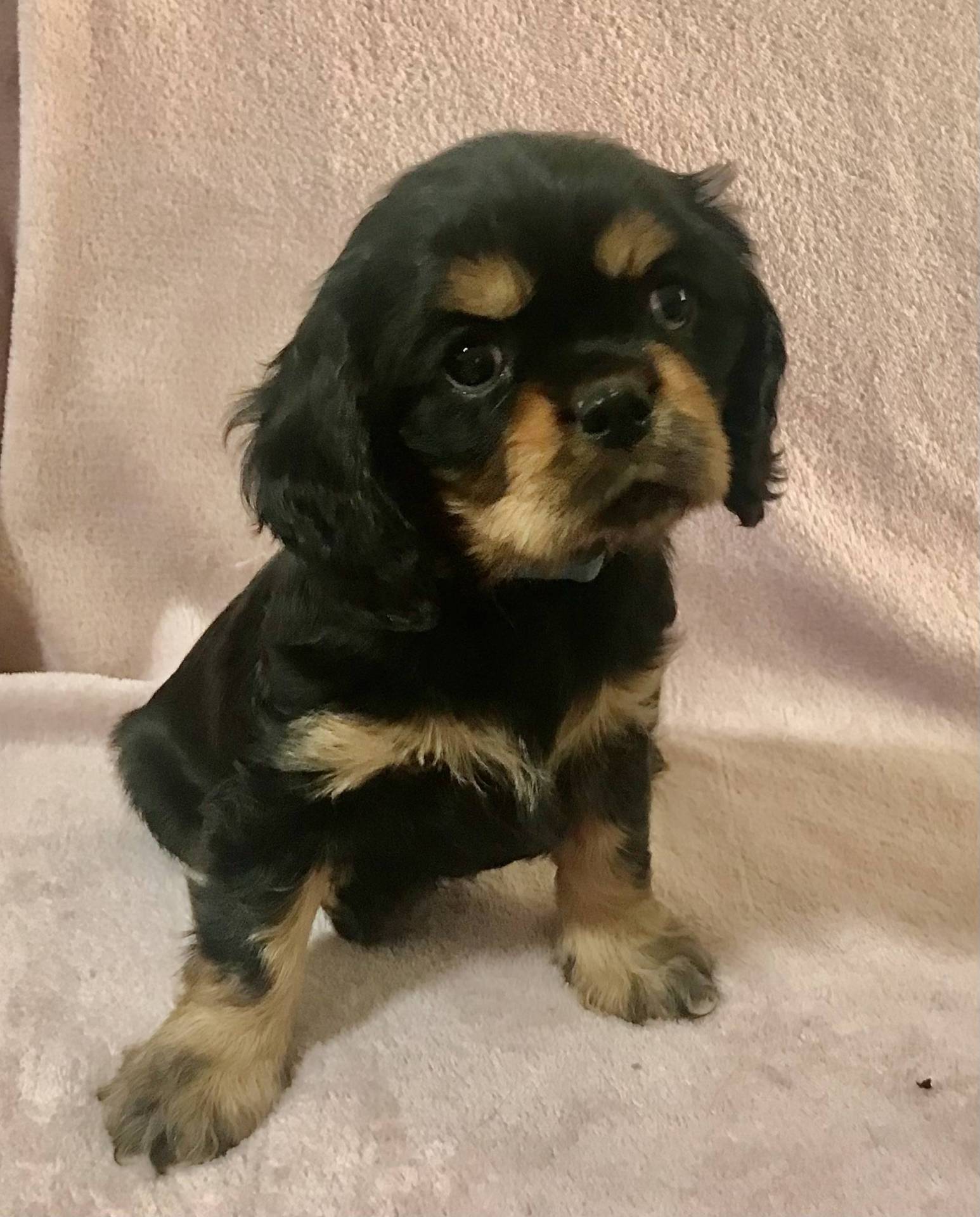Cavalier King Charles huitième