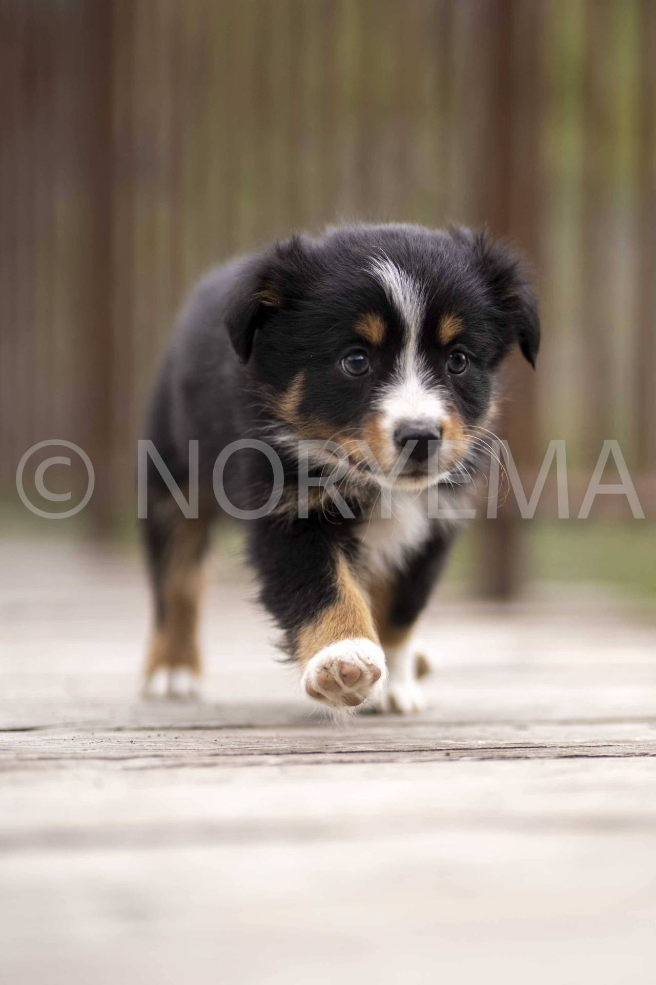 Chiots berger américain miniature Lof sixième