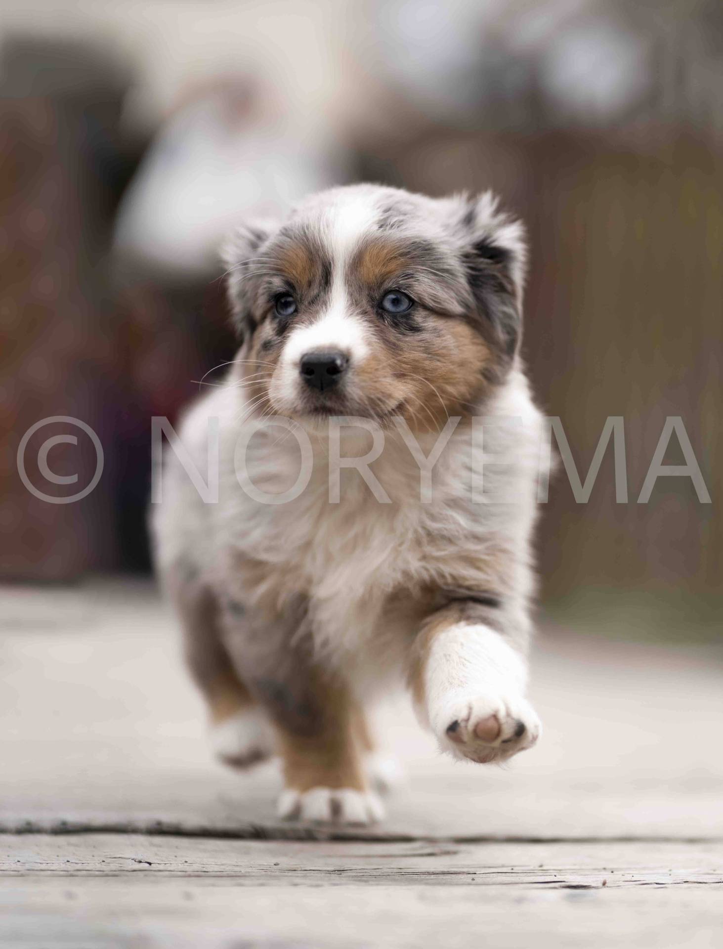 Chiots berger américain miniature Lof deuxième
