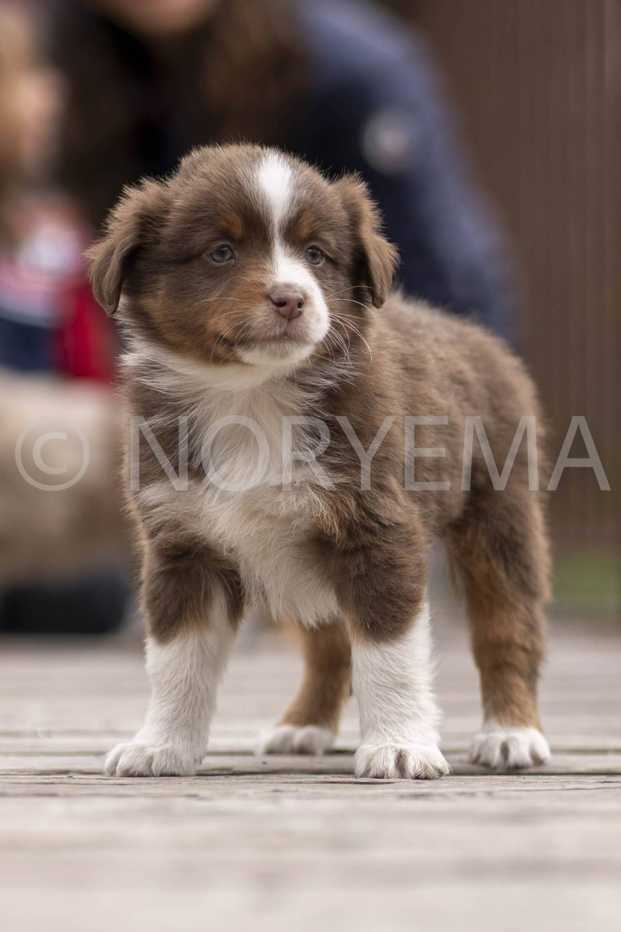 Chiots berger américain miniature Lof deuxième