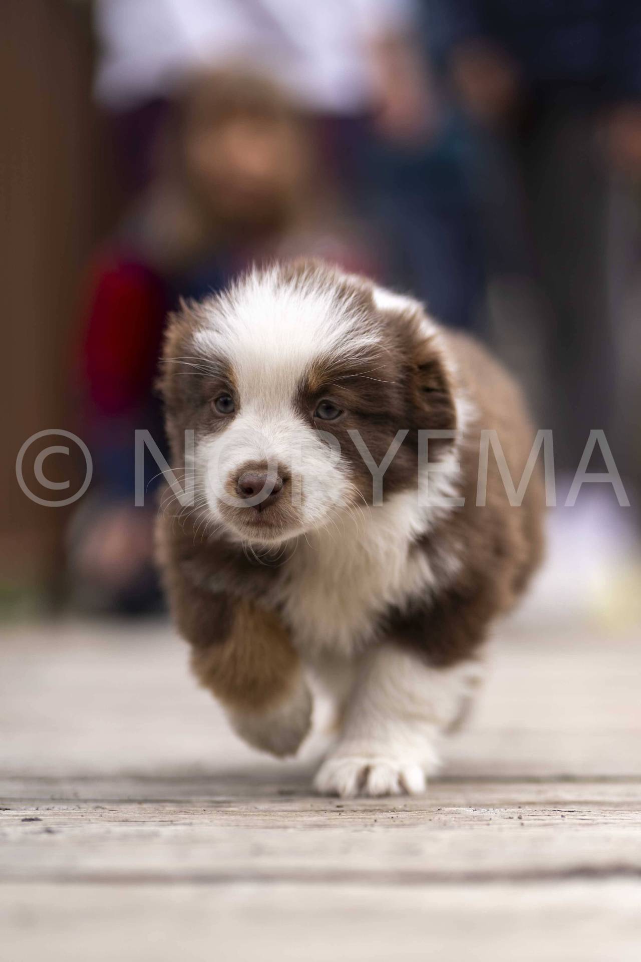 Chiots berger américain miniature Lof quatrième