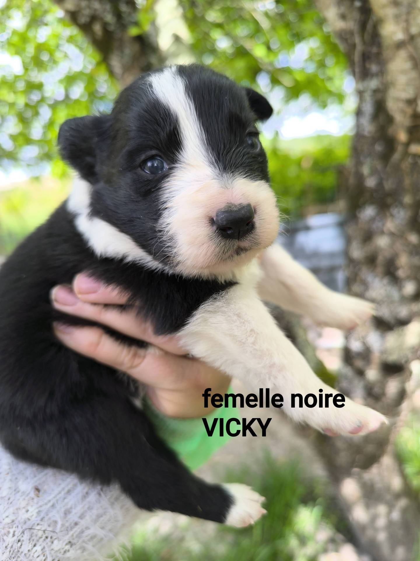Chiots border collie non lof huitième