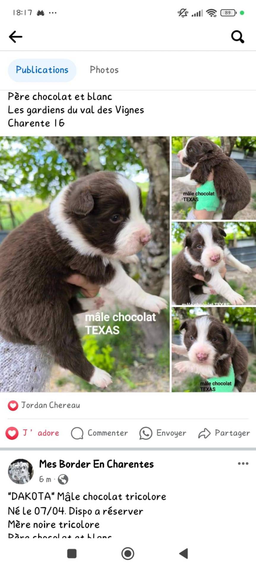 Chiots border collie non lof première