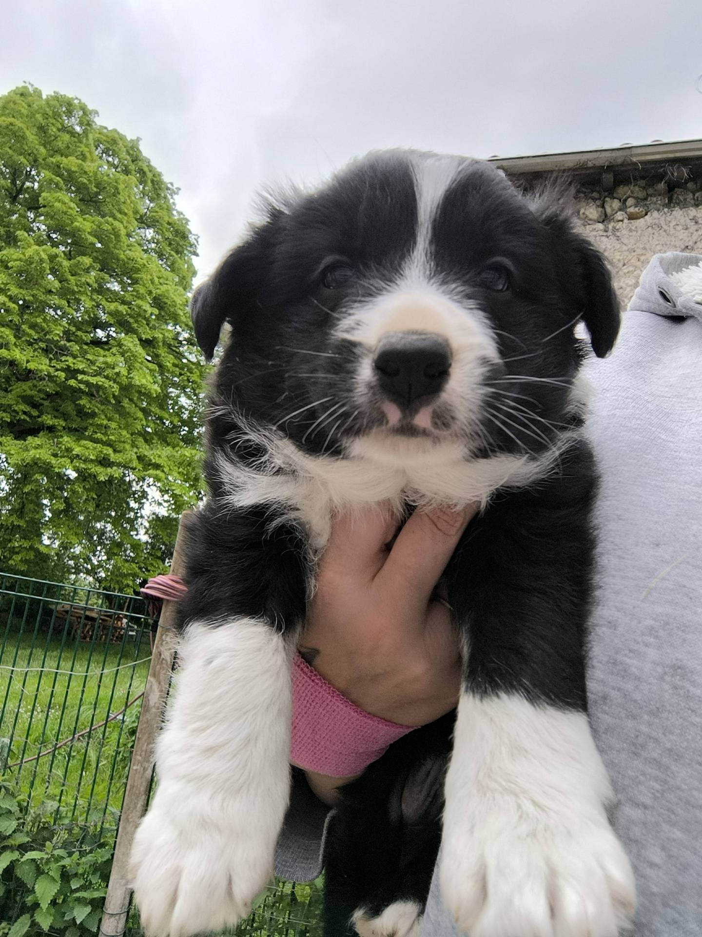 Chiots border collie non lof huitième